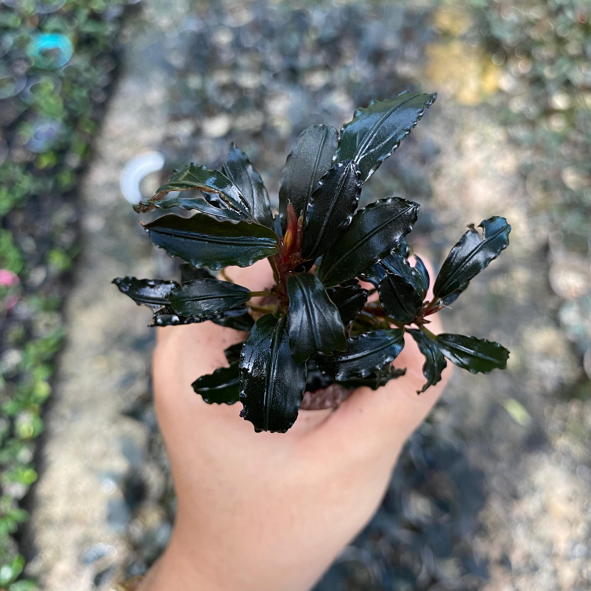 Bucephalandra sp. Melawi 