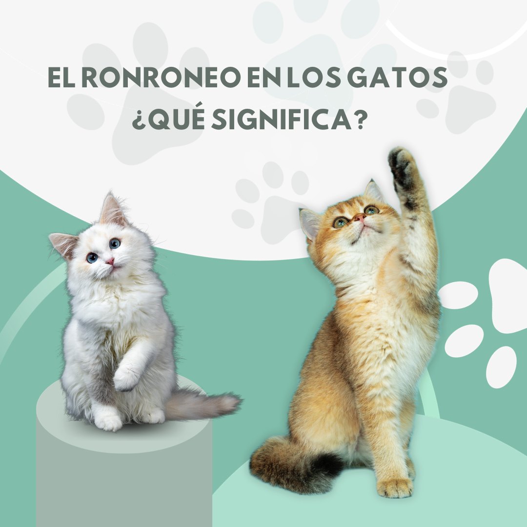 El ronroneo en los gatos es una... - 22 Clínica Veterinaria | Facebook