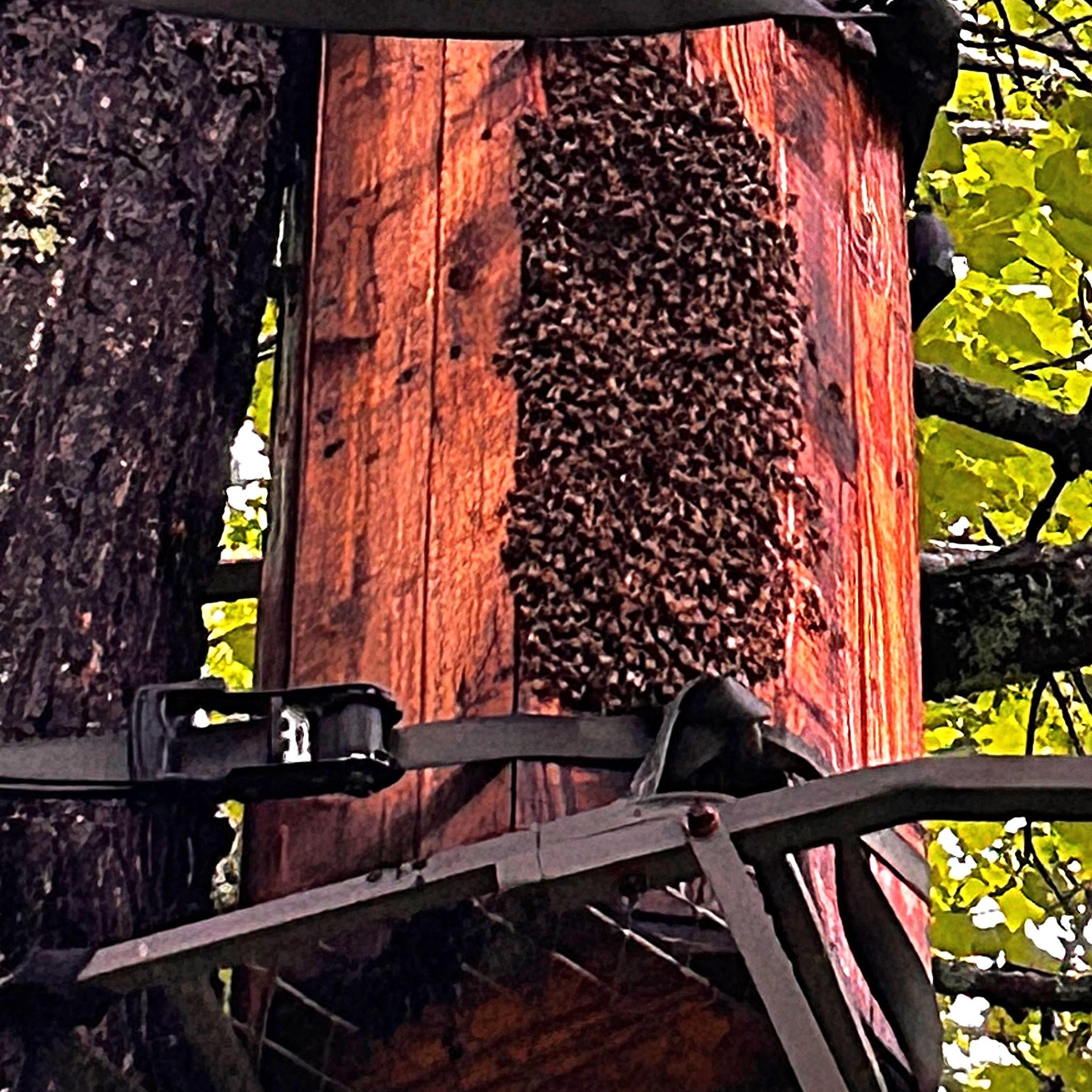 Hollow Tree Honey Bee... - Hollow Tree Honey Bee Habitats