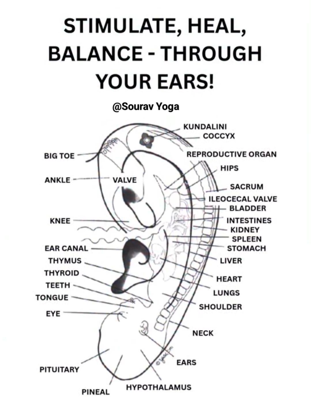 Sourav - Acupressure Points on Ear 👂 STIMULATE, HEAL, BALANCE-THROUGH ...