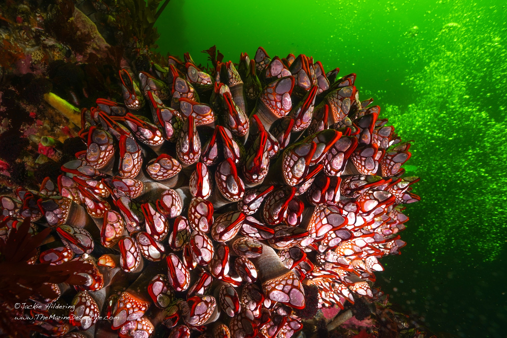 The Marine - These are barnacles that live in only a very few places on ...