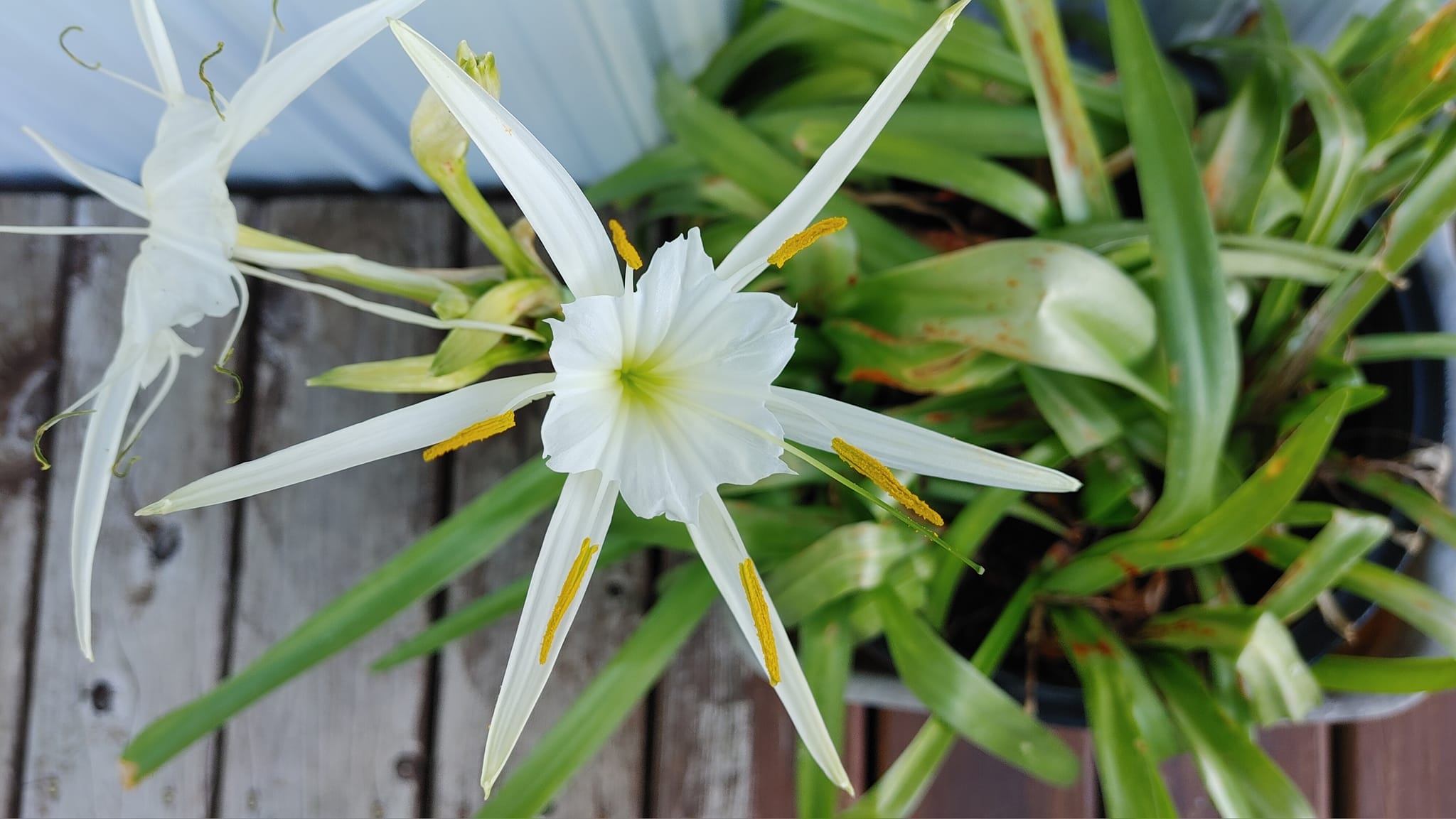 Rusty Reed - The first Shoals Spider Lilly Bloom 2024 in...