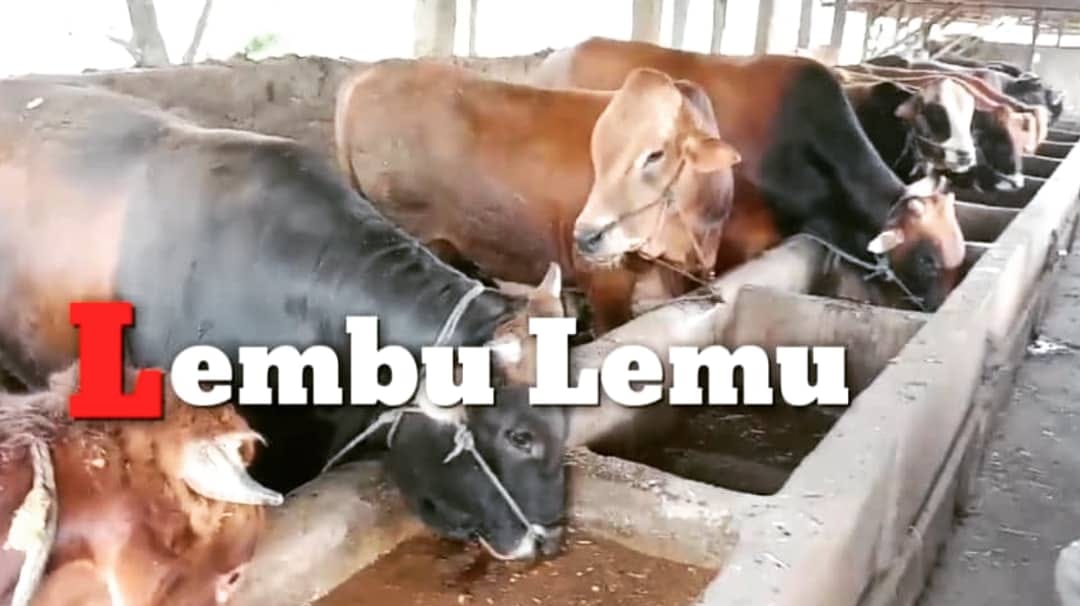Lembu Lemu-Limohsin