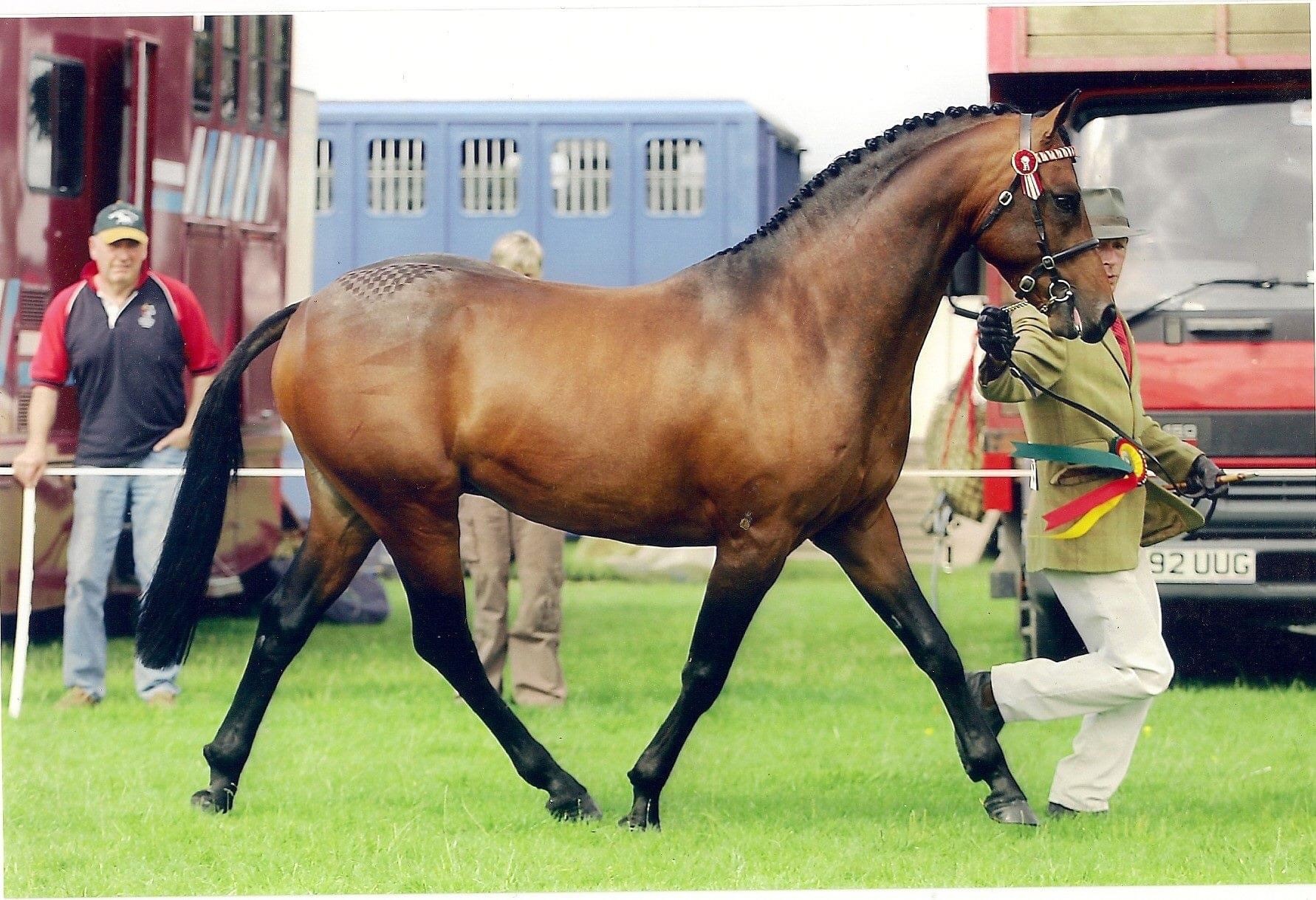 National - Stallion Parade 🌟It’s back for 2024!🌟 British Riding Pony ...