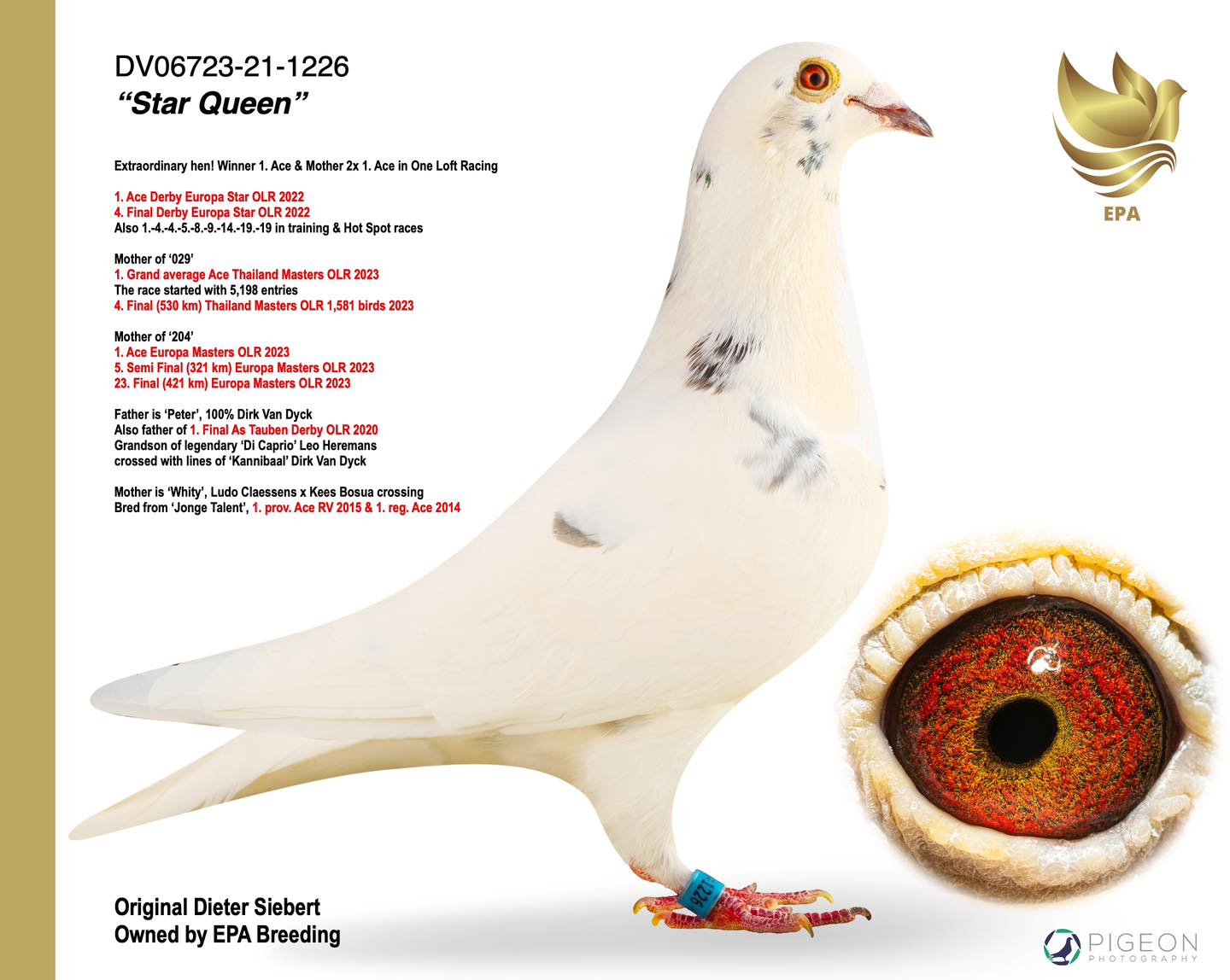 EPA - Exclusive Pigeon... - EPA - Exclusive Pigeon Auctions
