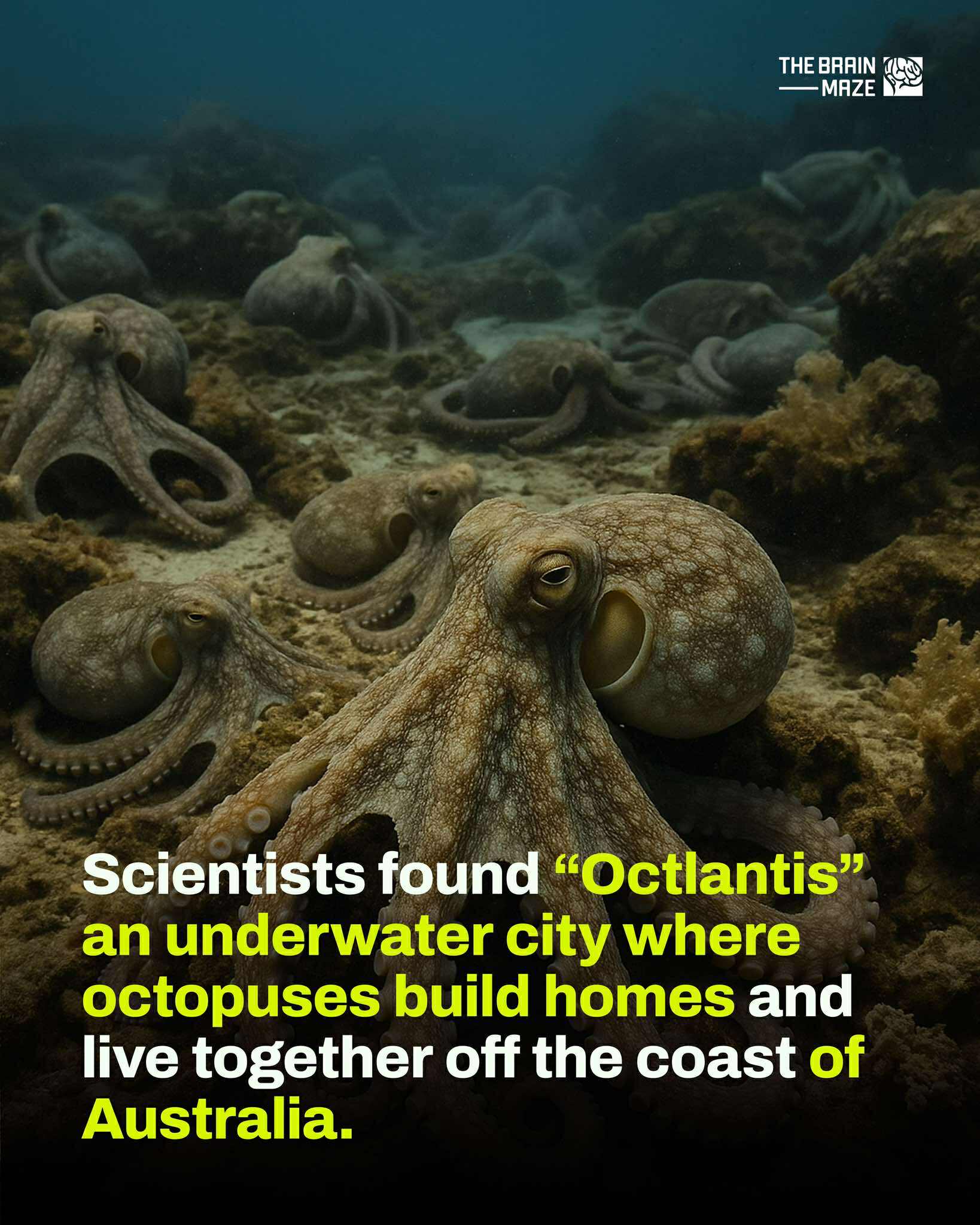 The Brain - Think octopuses are solitary? Think again. Marine ...
