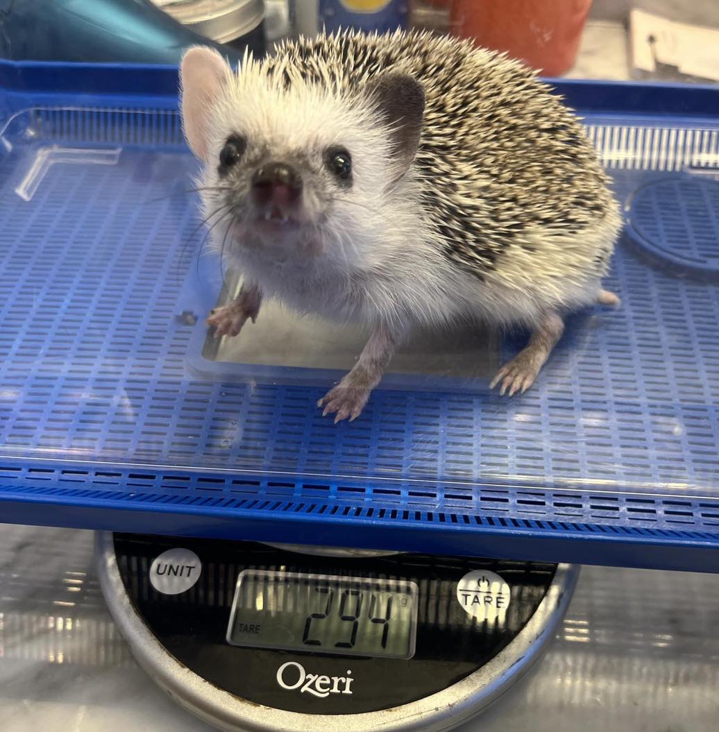 Meet Spike, adoptable hedgehog at McKamey Animal Center