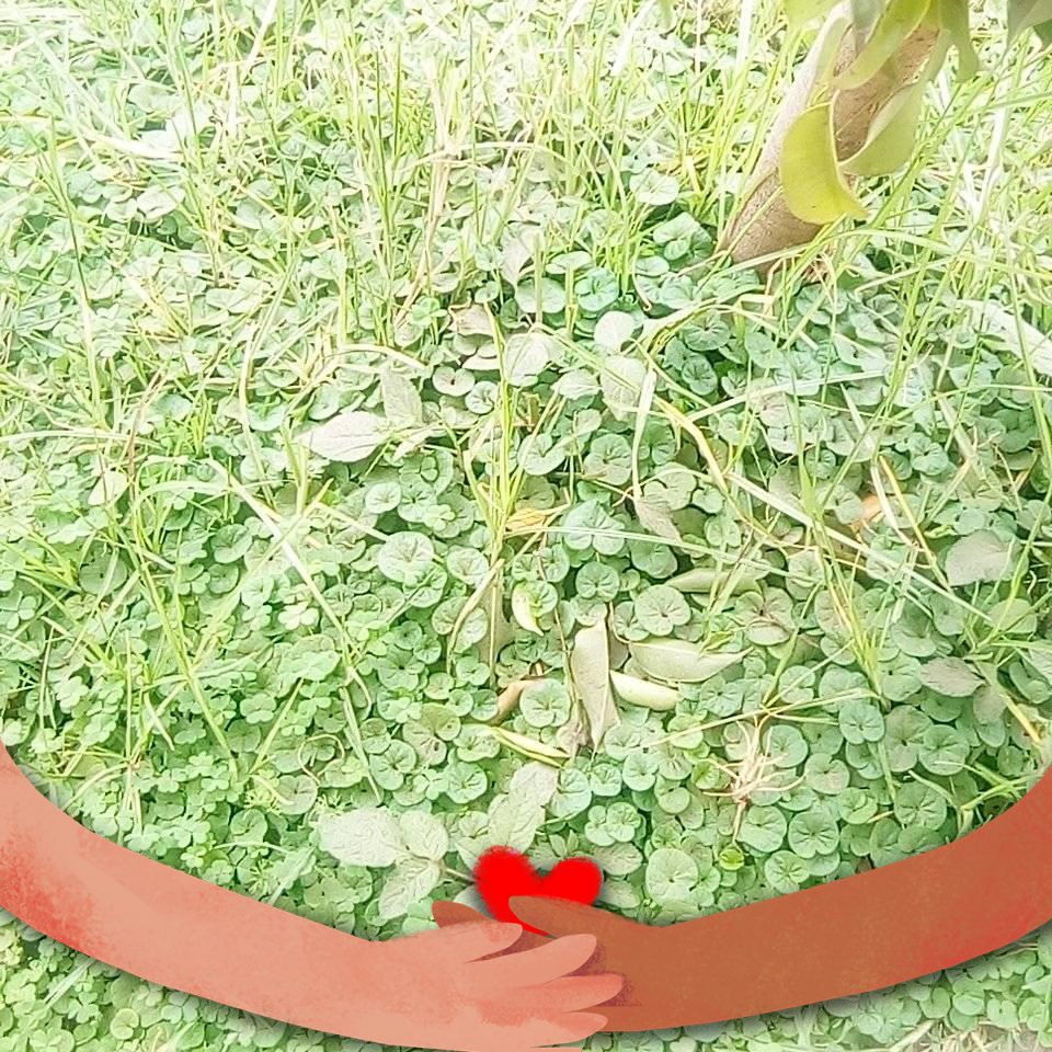 Gamachu Lamecha