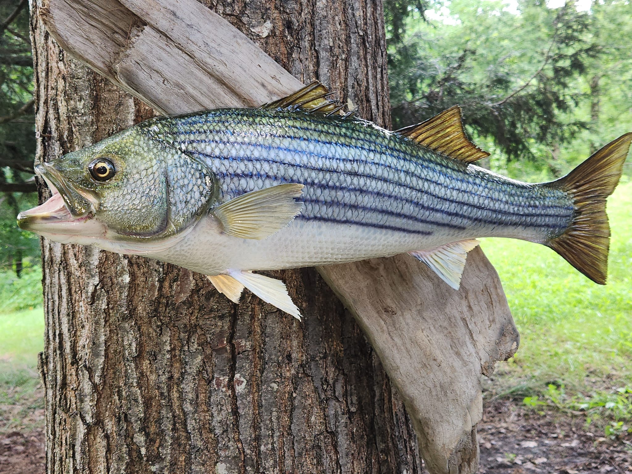 Tim's Fish Taxidermy | Alfred ME