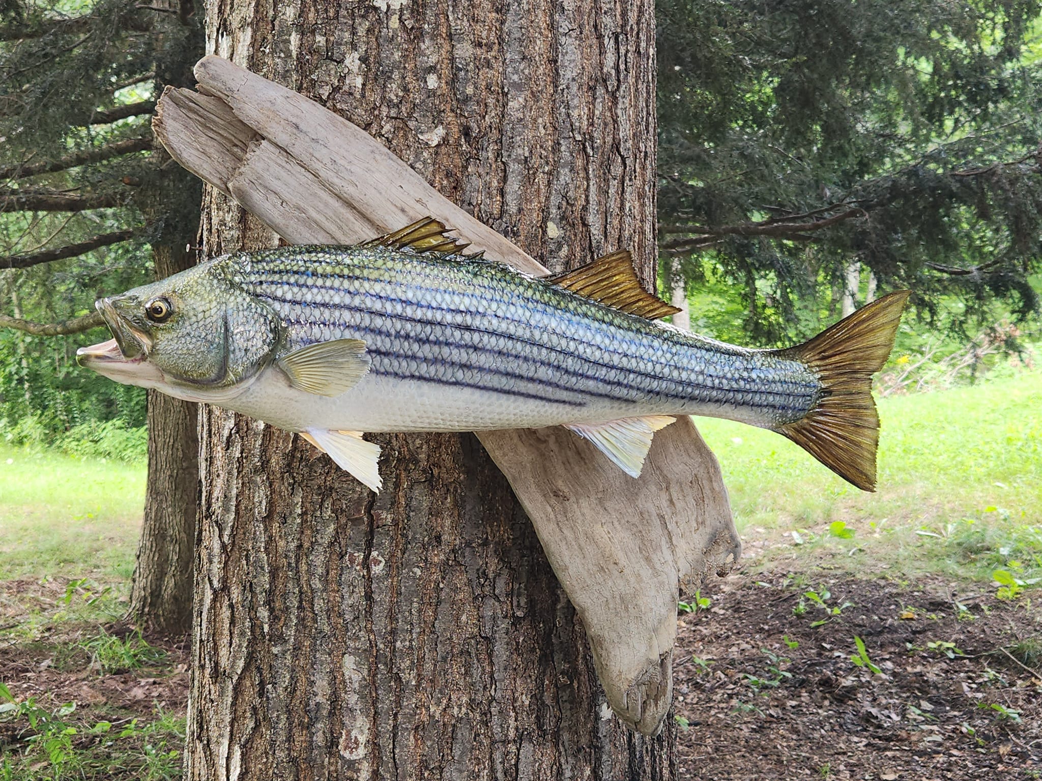Tim's Fish Taxidermy | Alfred ME