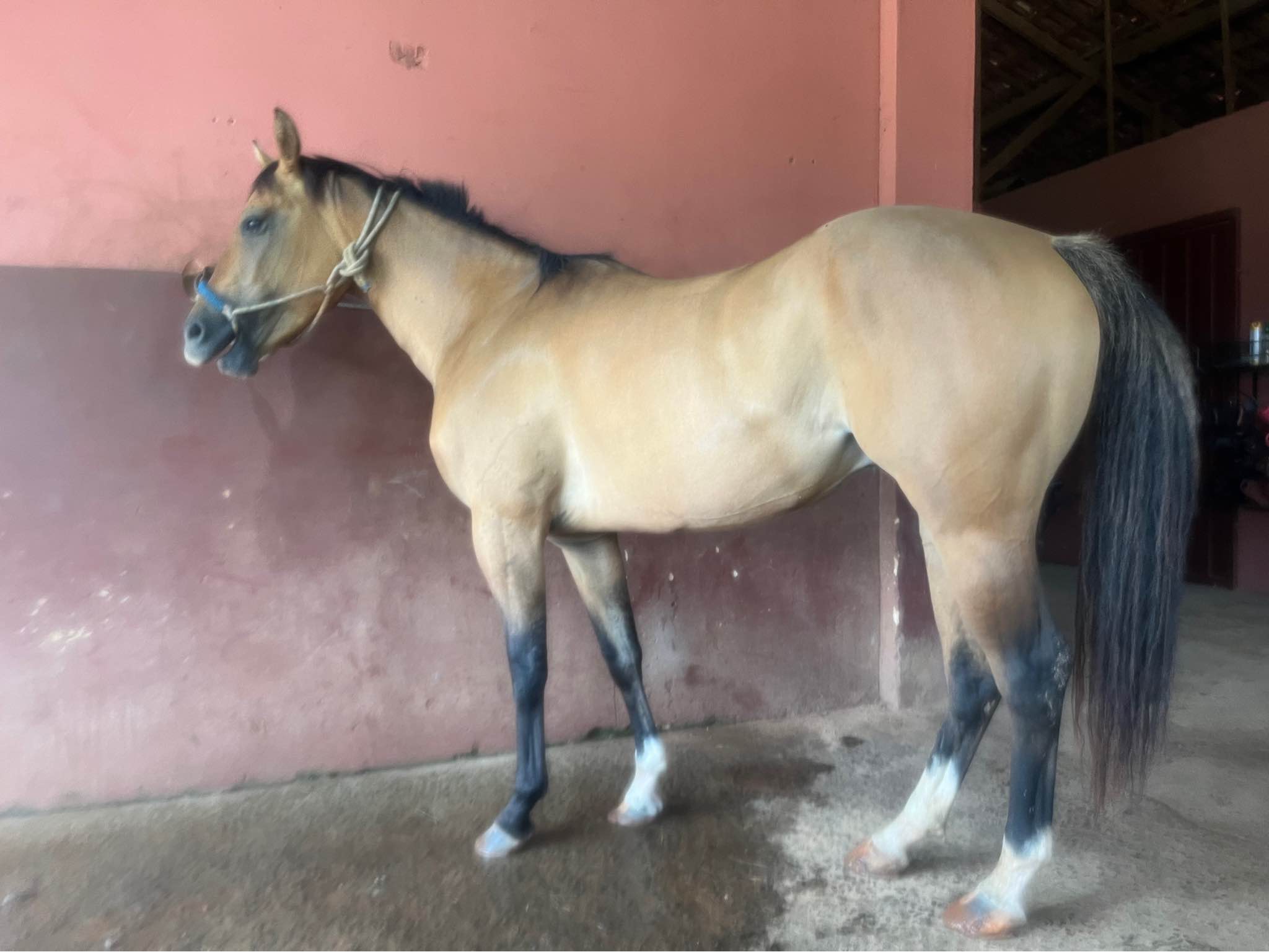 Cavalo quarto de Milha linhagem de rédea - Figurines - São Manuel ...