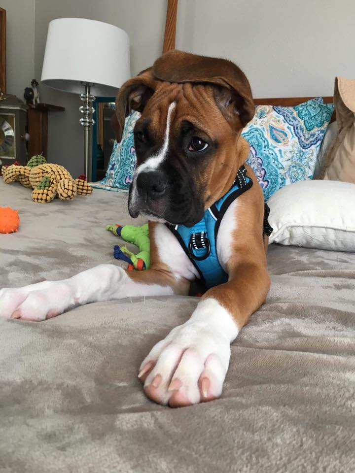 Look at these pups!! They are growing... - BellRidge Boxers | Facebook