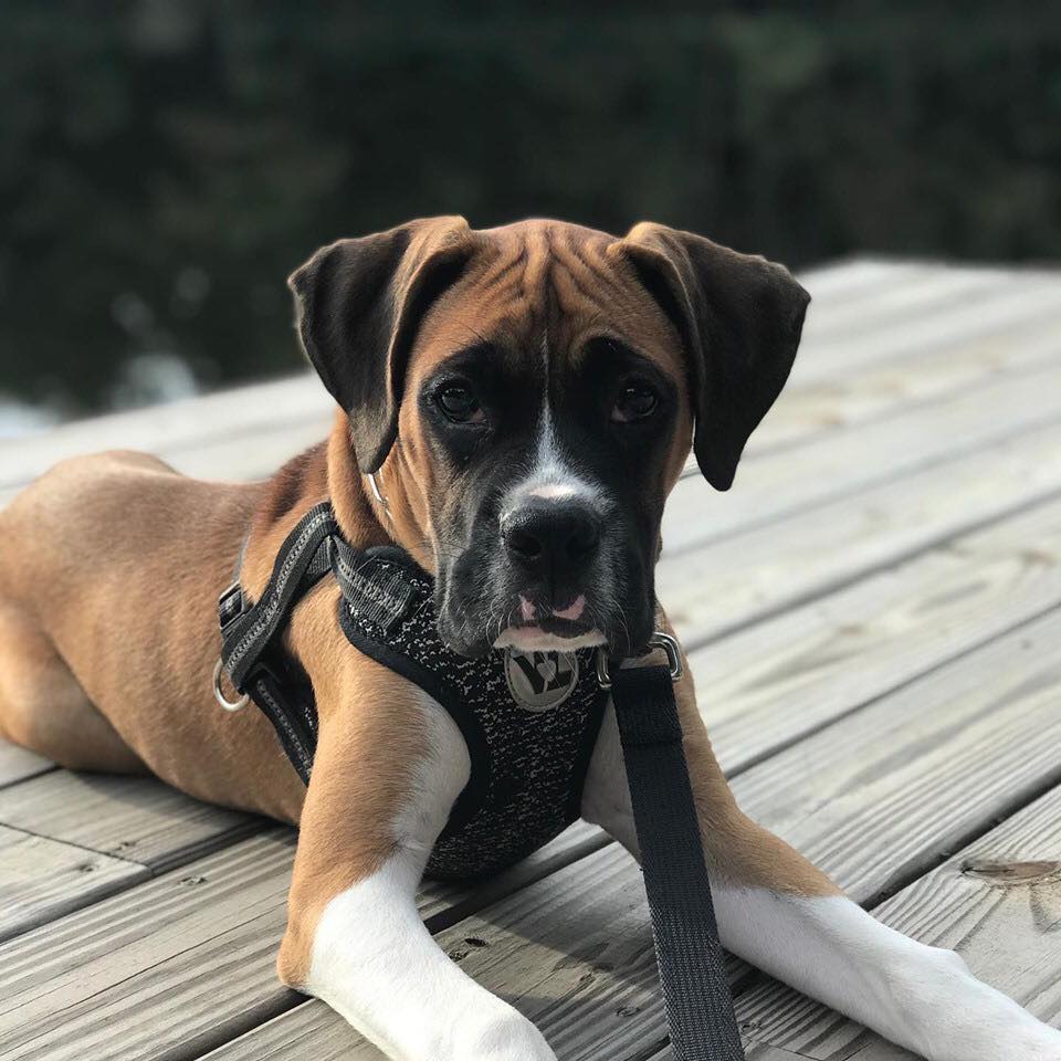 Look at these pups!! They are growing... - BellRidge Boxers | Facebook
