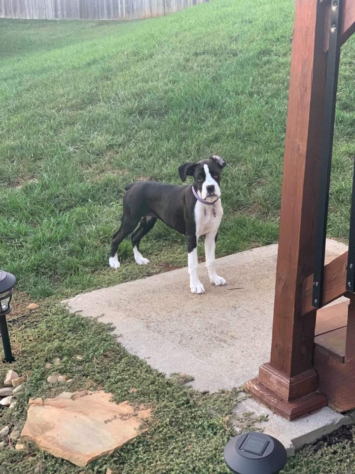 Look at these pups!! They are growing... - BellRidge Boxers