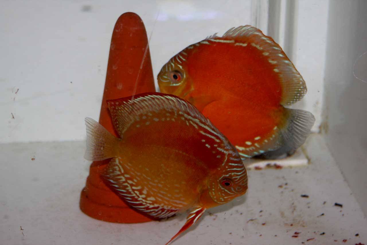 Discus breeders in Japan