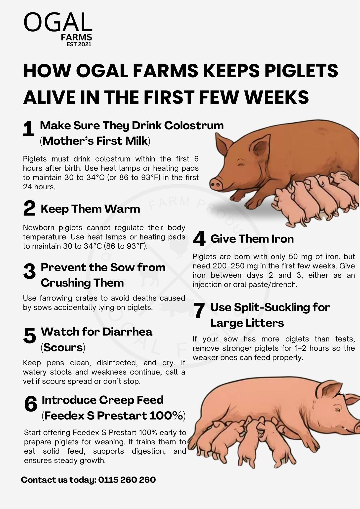PIG BREEDER IN KENYA | Facebook
