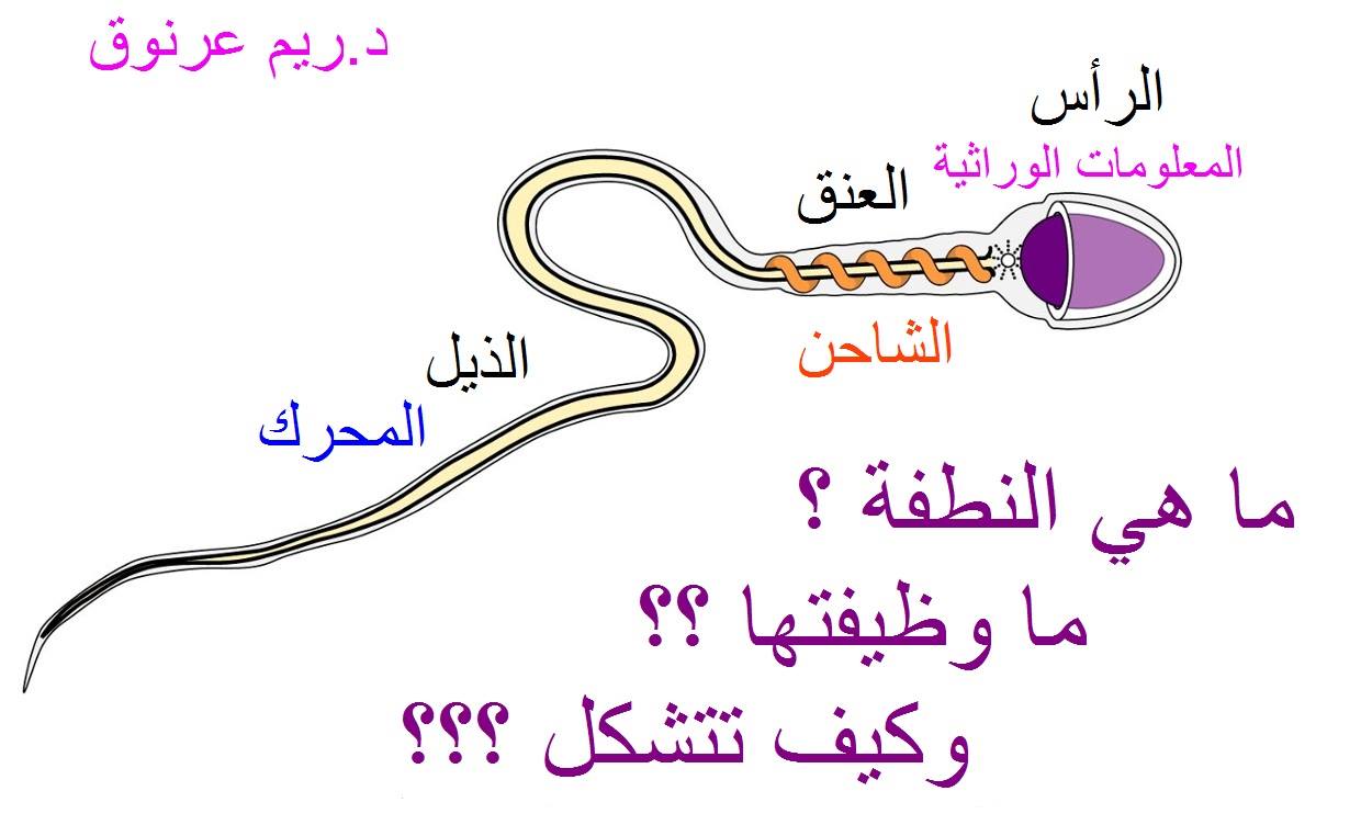 صديقاتي الغاليات ... ما هي النطفة... - دكتورتي ريم عرنوق