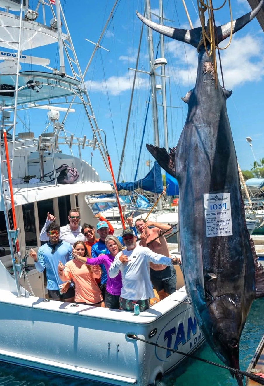 1,039 pound blue marlin caught in Kona, Hawaii