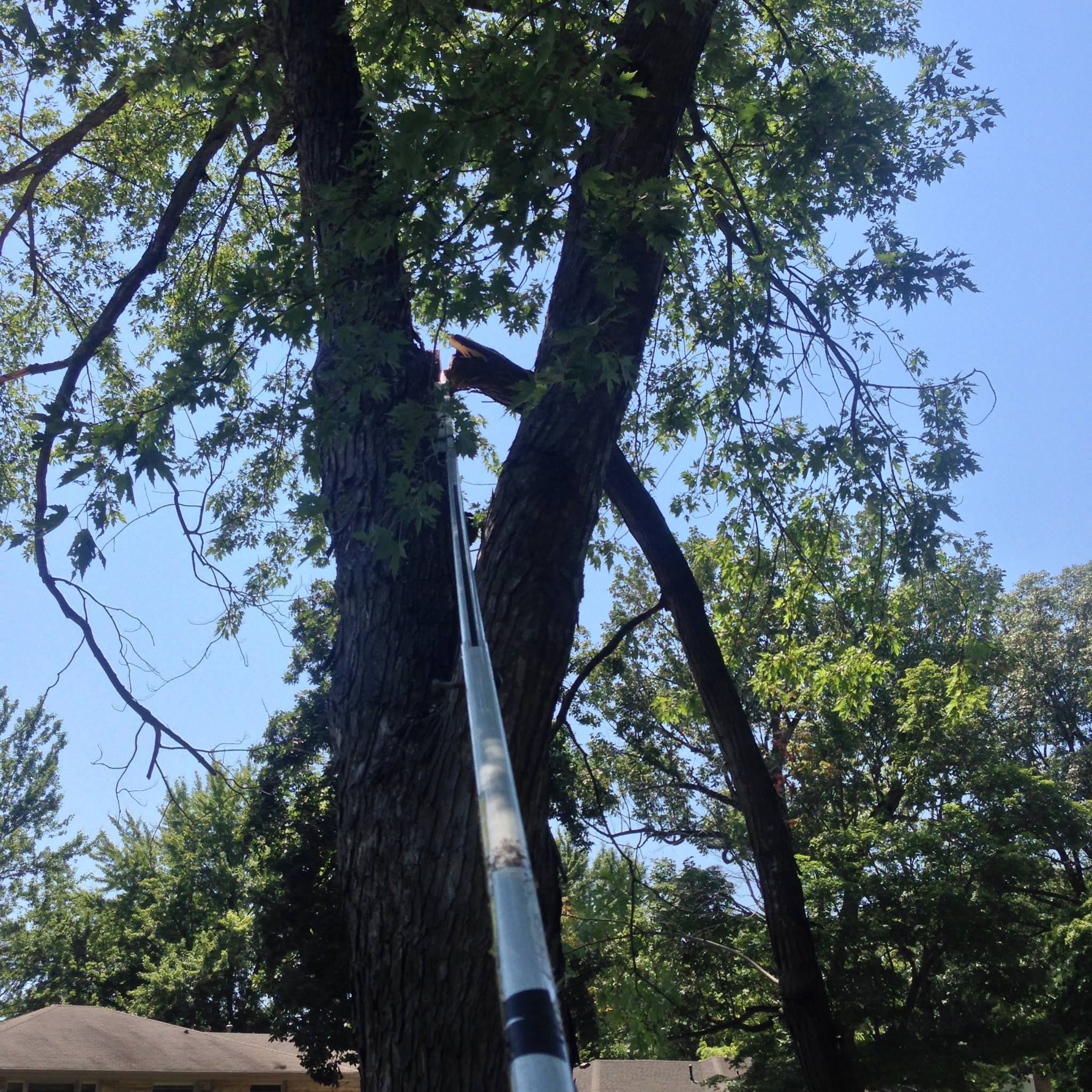 Luke & Luke Pro Tree Trimming Service - Home