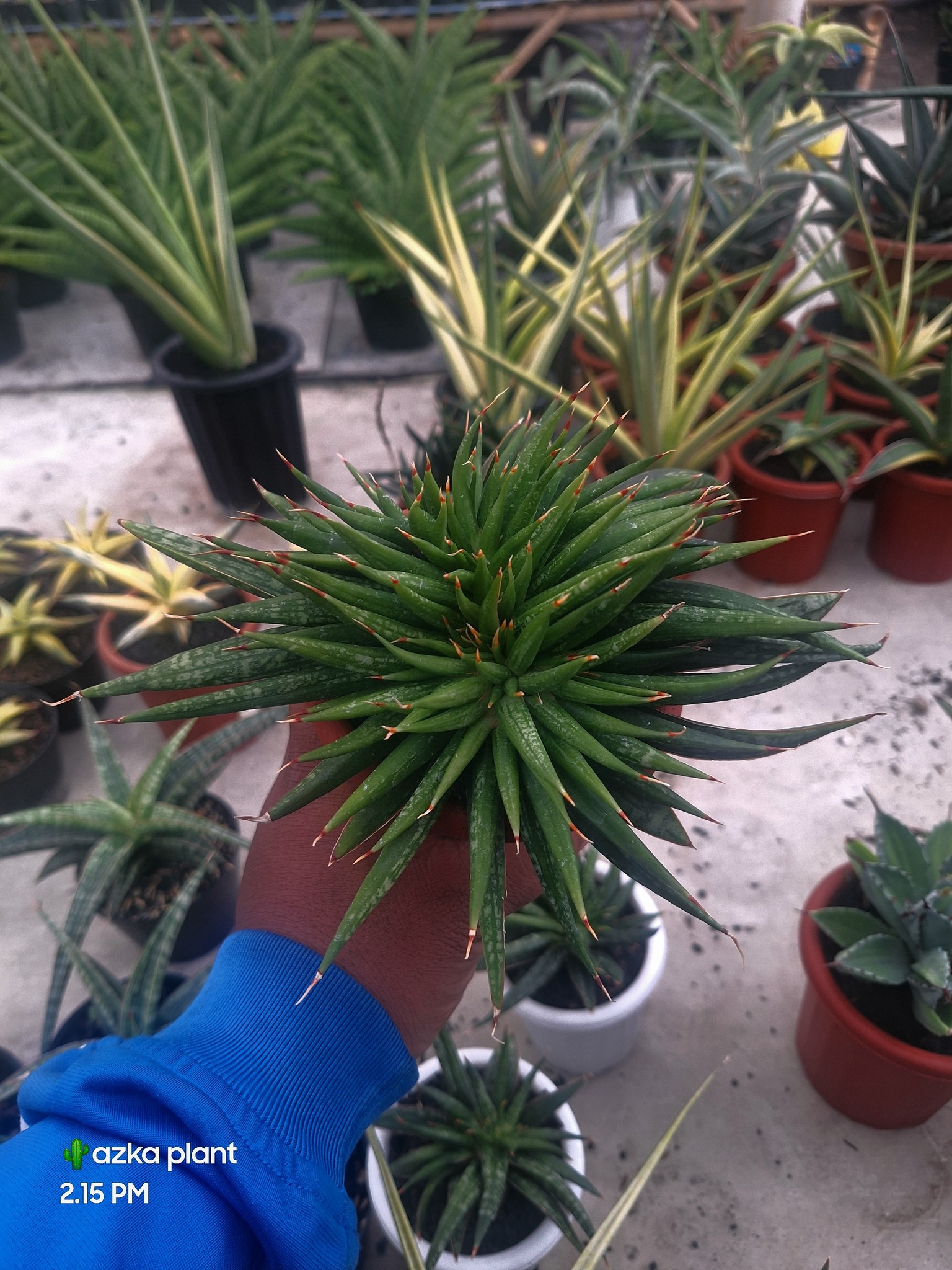 Sansevieria pinguicula - In Defense of Plants