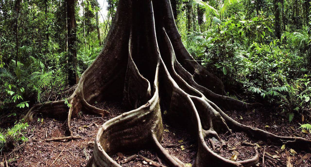 Koichi Takada Architects - ‘Rainforest’ - 66 Hope Street, Brisbane ...