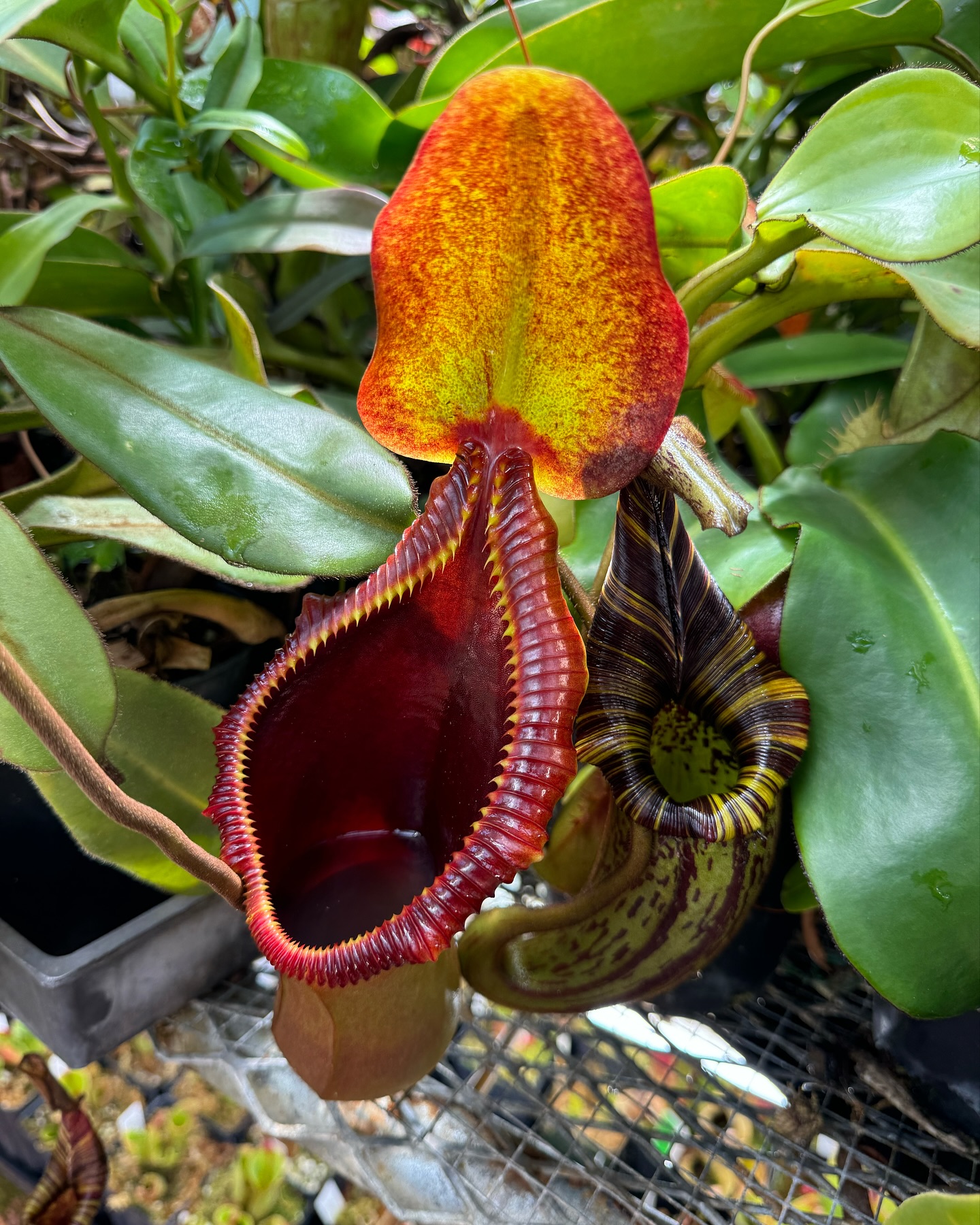 Nepenthes hurrelliana or mollis 🙂