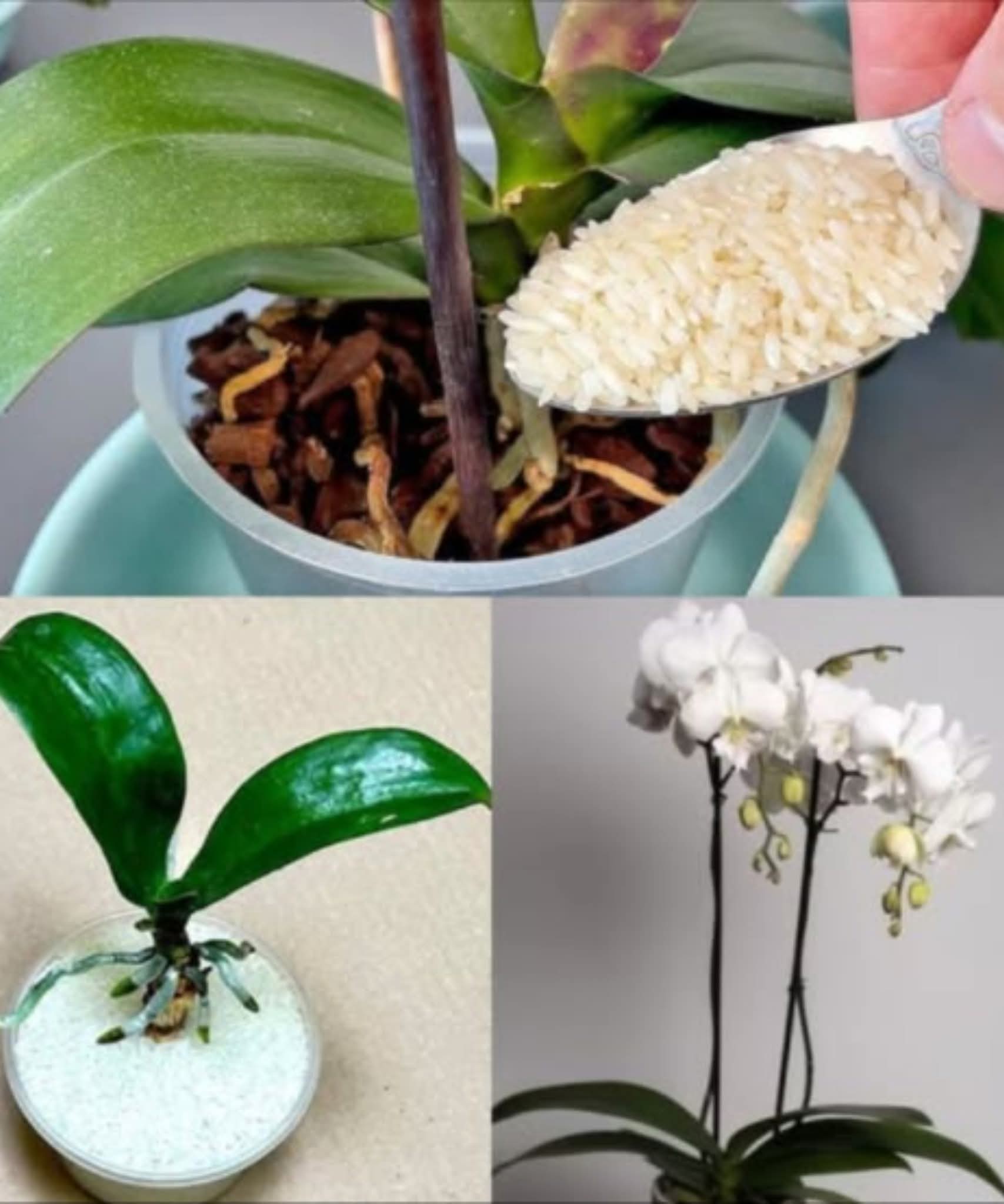 DIY Home and Garden Projects on a Budget | 🌾 Rice, a true miracle for ...