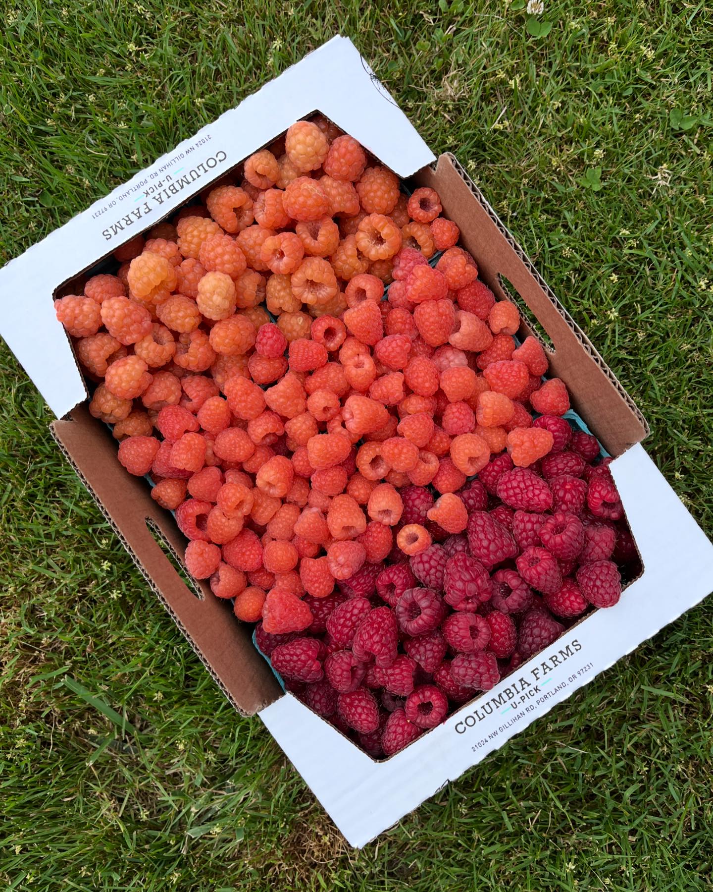 Which raspberries are you picking... - Columbia Farms U-Pick | Facebook