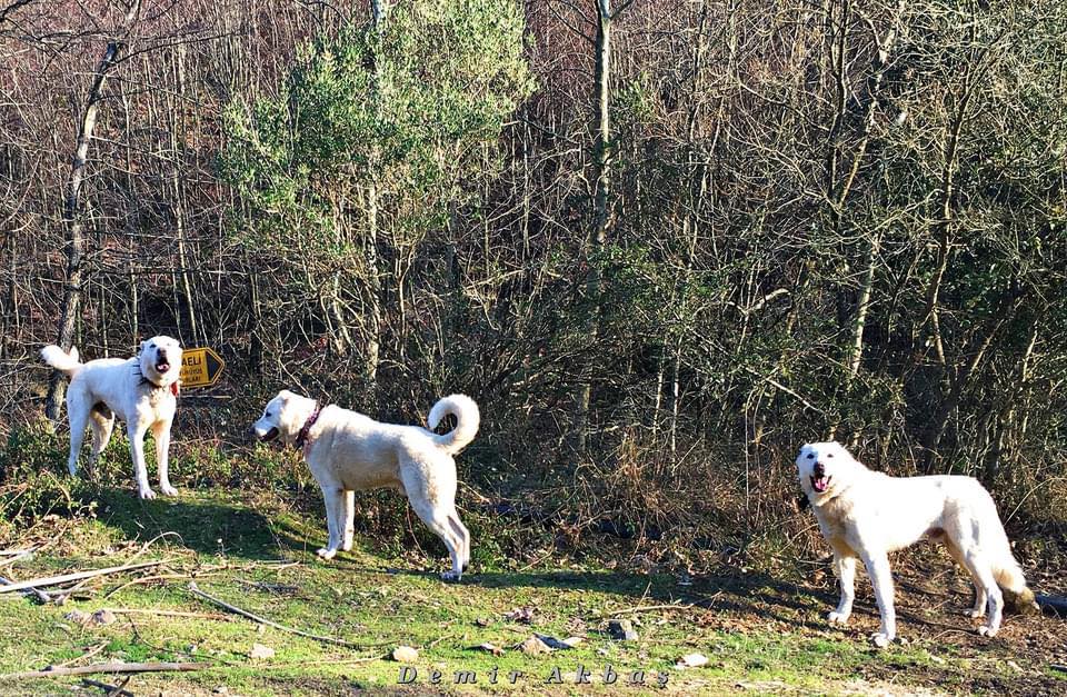 Trabzon Zerdeva Köpeği Derneği - Kıymetli takipçilerimiz,Bol rızıklı ...