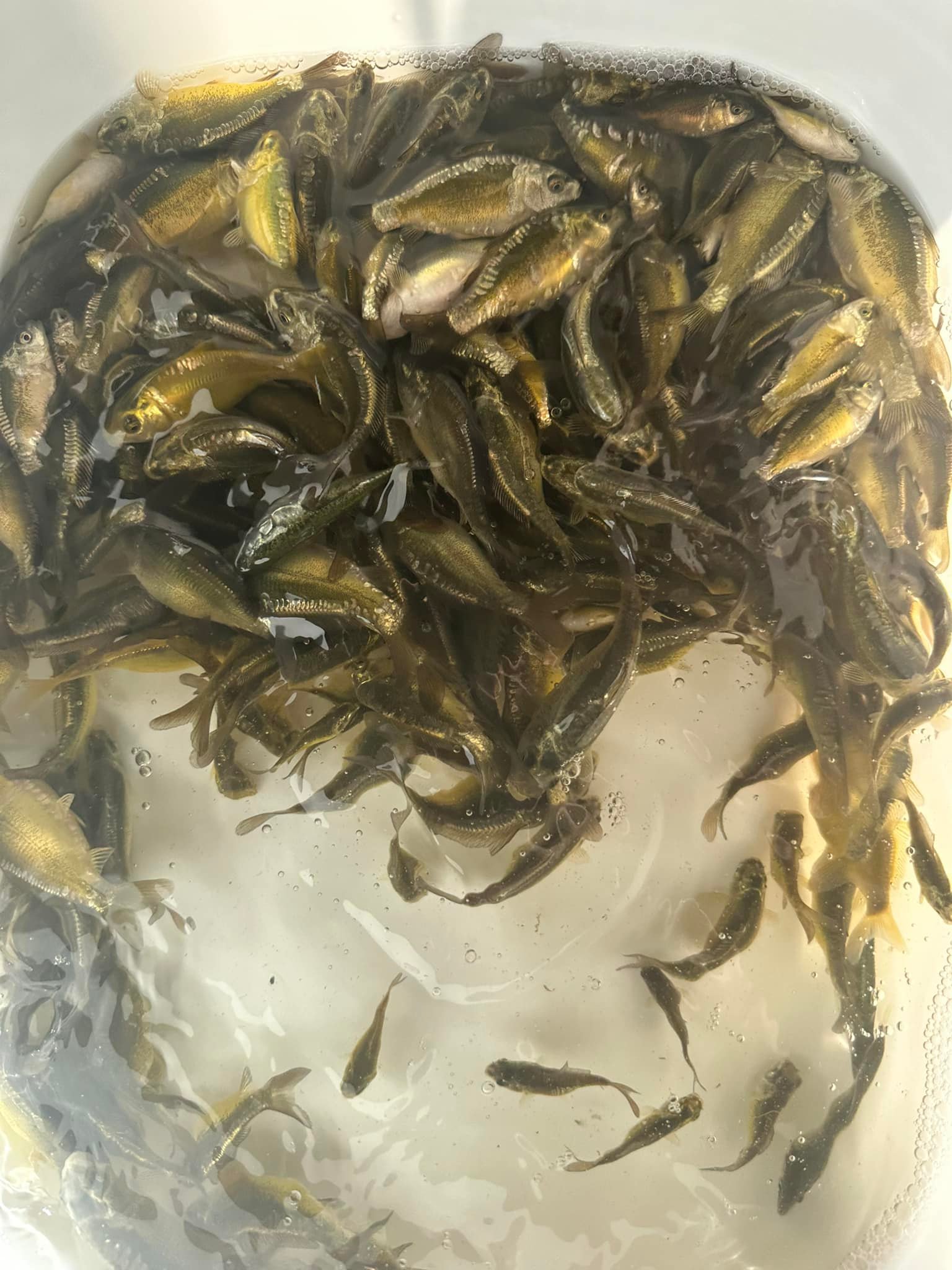 Babylon Fish Farm | Tonbridge
