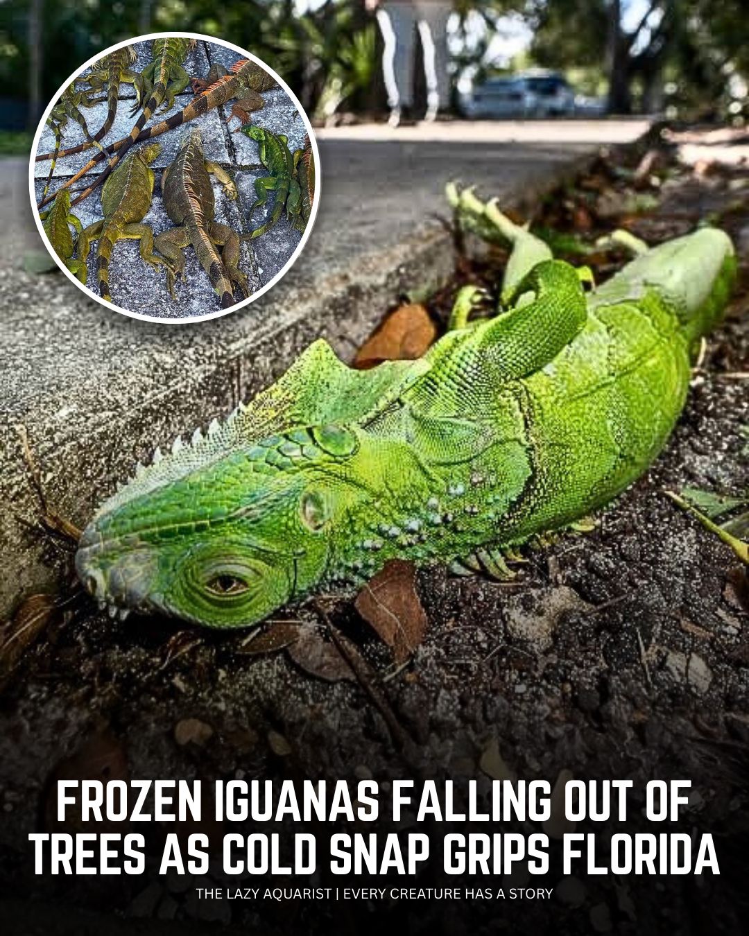 The Lazy - 🦎 ️ IT’S LITERALLY RAINING IGUANAS IN FLORIDA! A rare cold ...
