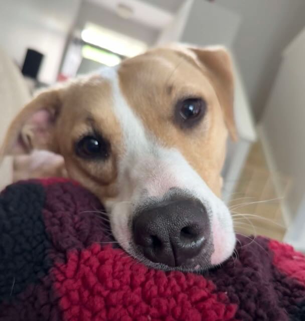Ellie has finally... - Project Hope Animal Rescue Foundation | Facebook