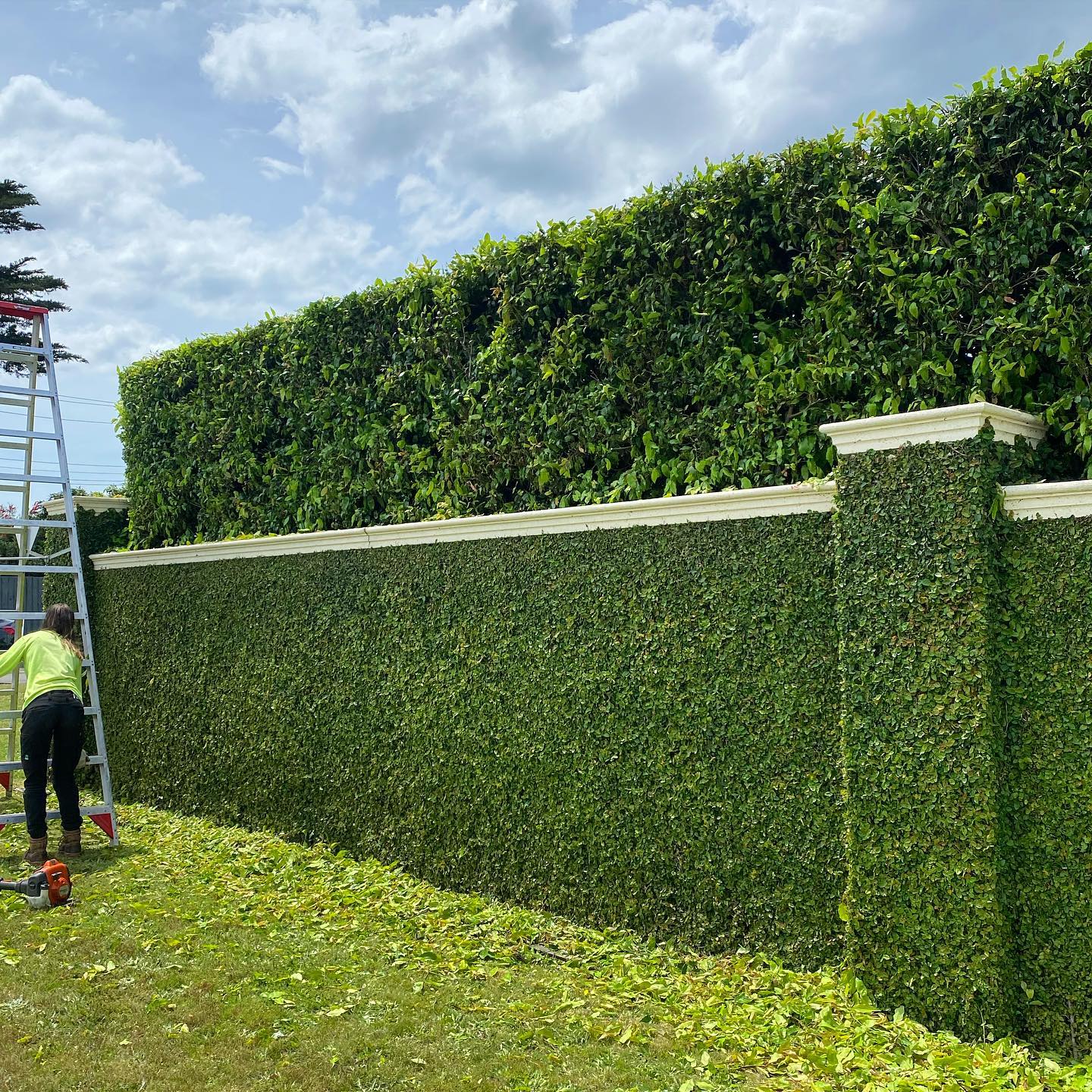 What kind of plant grows on walls?