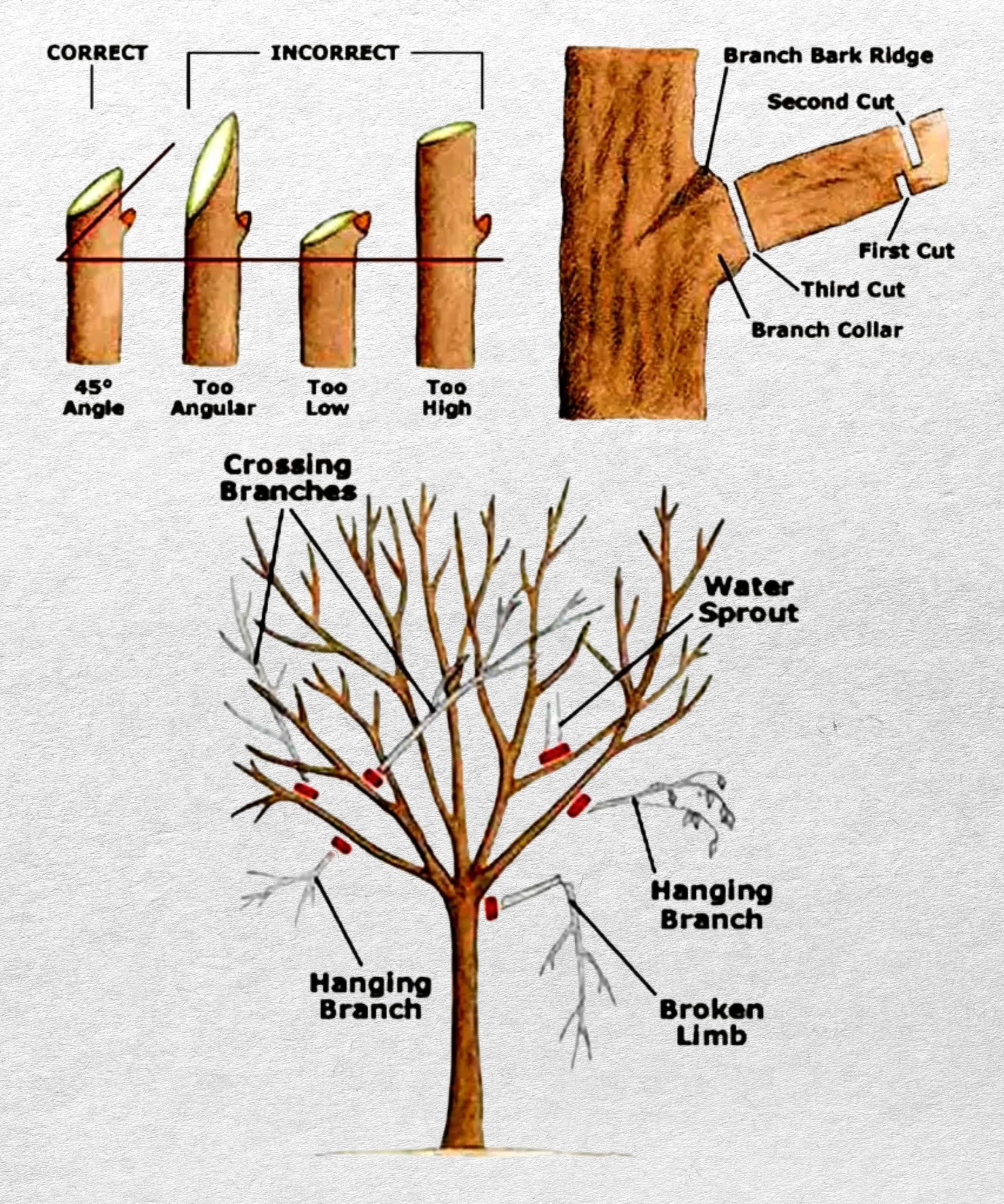 GreenThumb - 🌿 Pruning Tips for Healthy Trees and Shrubs 🌿 1️⃣ Winter ...