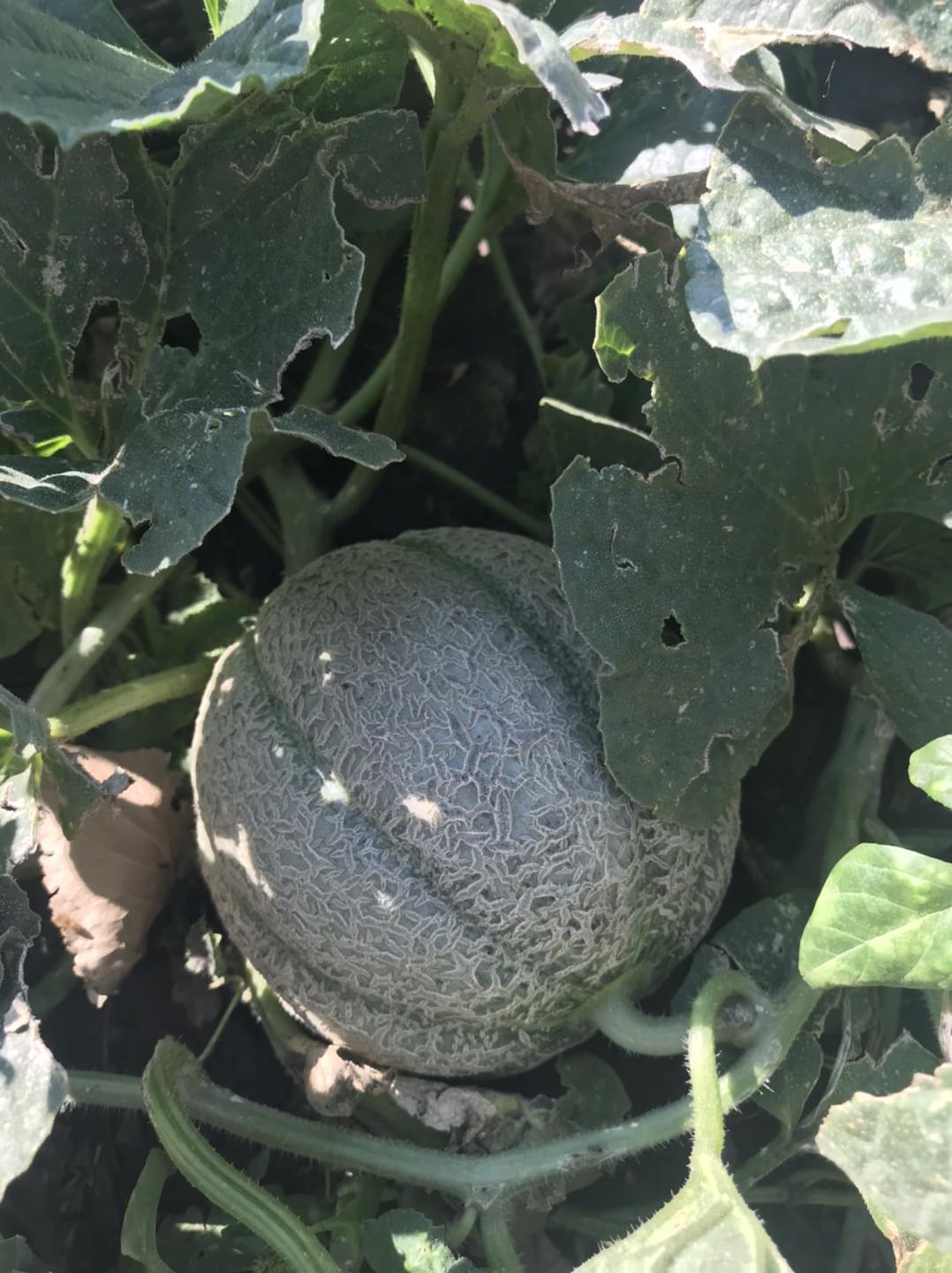 Purple Ridge Farm | Airdrie AB