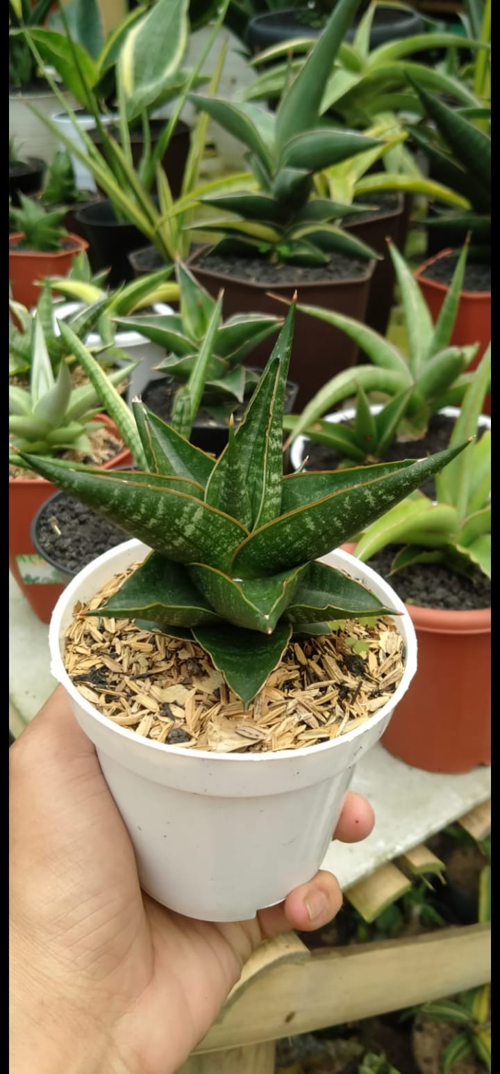 Black pearl  Sansevieria Black pearl Variegated