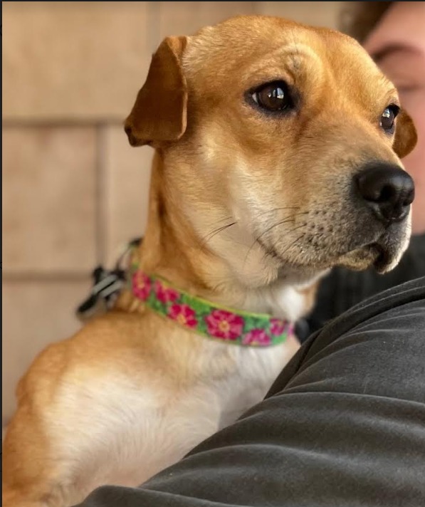 Lotus is in Rhode Island... - Small Dog Rescue of New England | Facebook