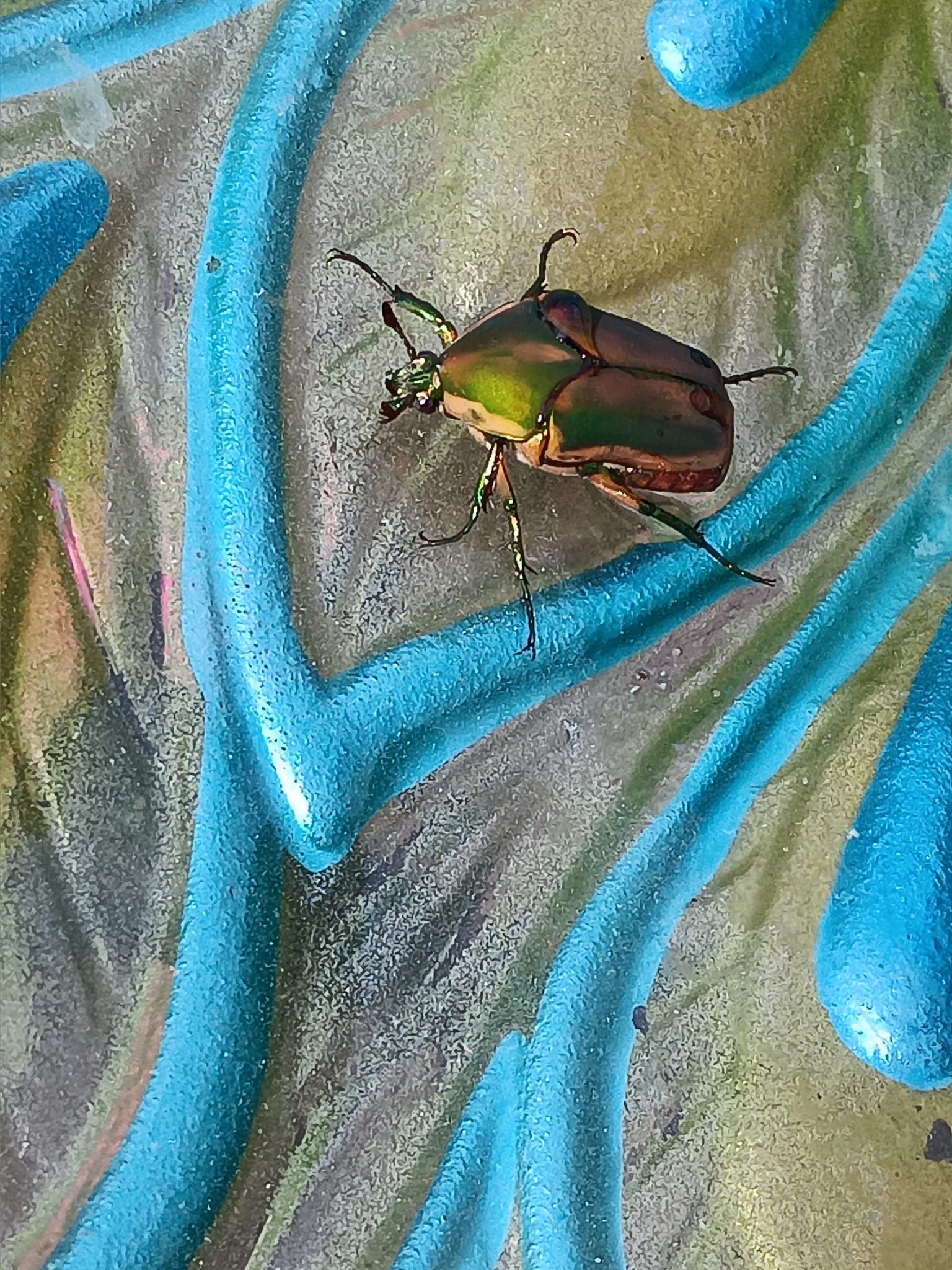 What are bugs on house siding in Bixby, OK?