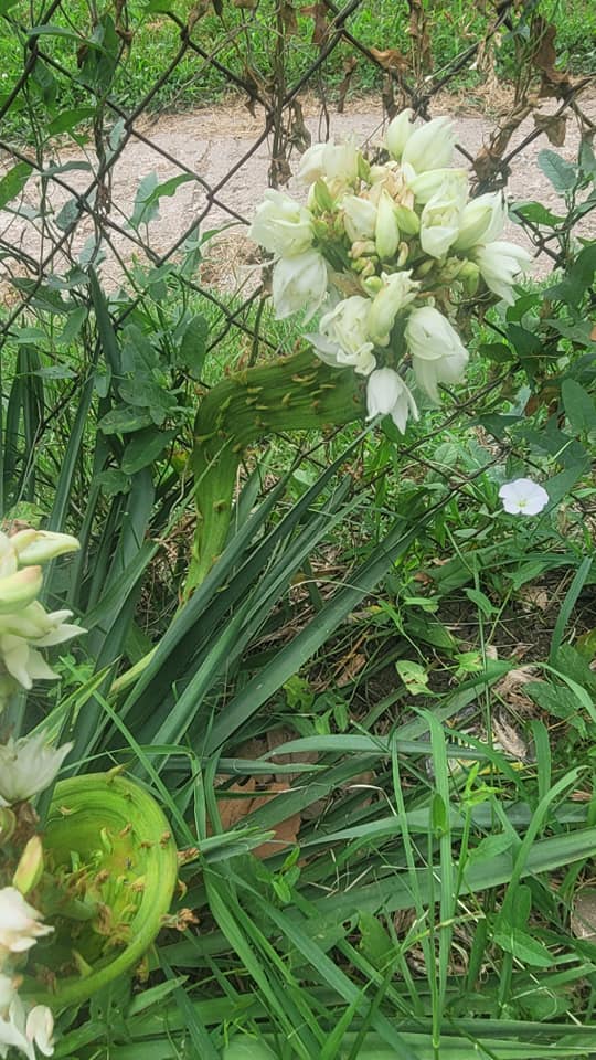 Hey anyone ever seen this with a yucca?
