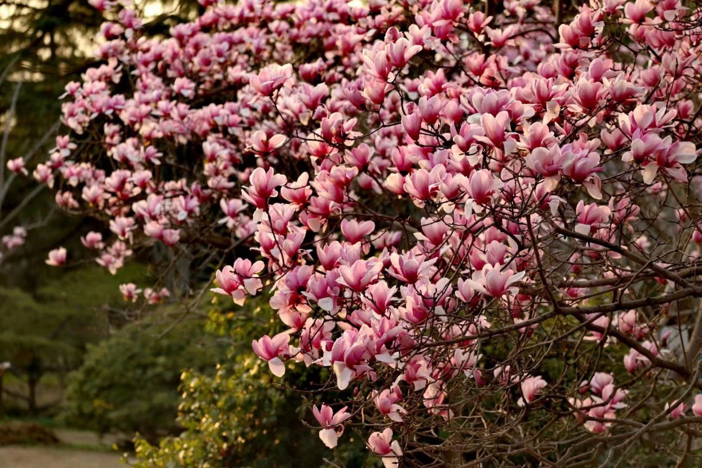 Amazing Hefei - Experience the joy of spring in #Hefei!...