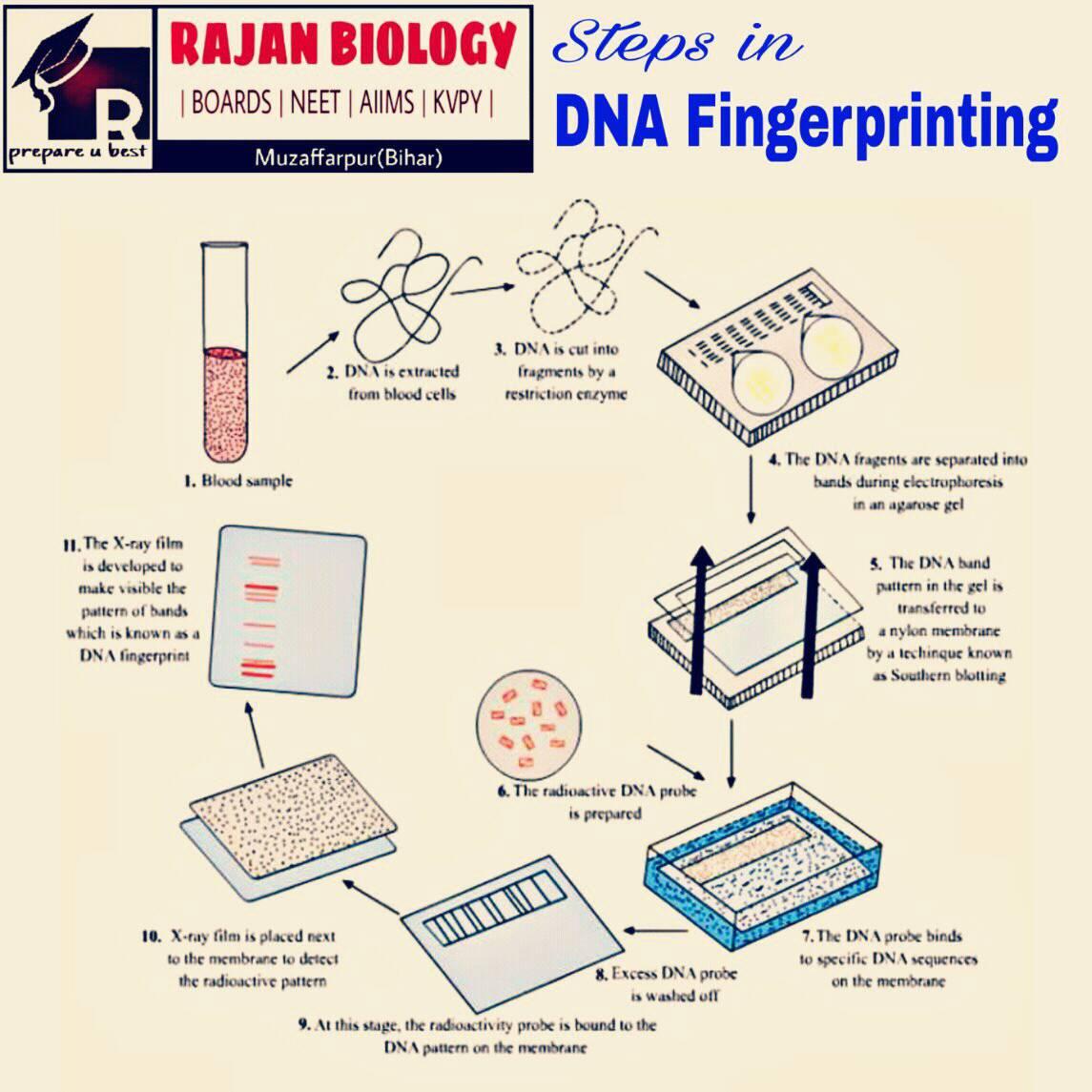 RAJAN Biology - !!! Steps in DNA Fingerprinting