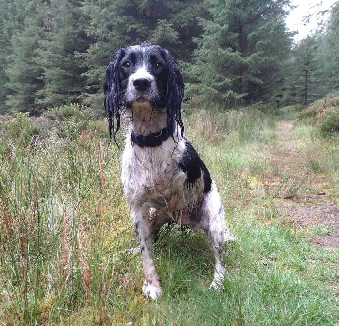 Today (3/3) is... - Springer Rescue for Scotland