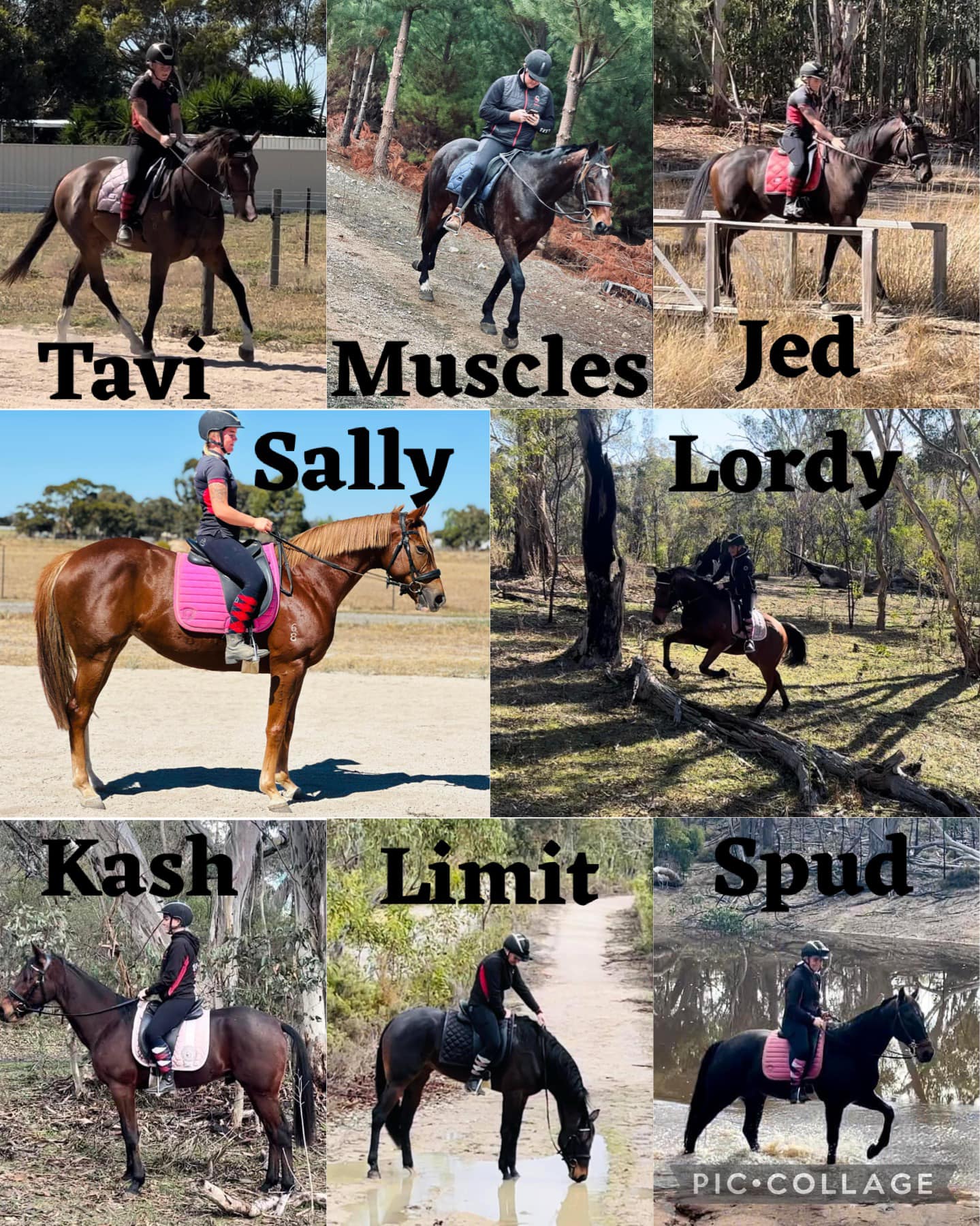 Silver - ️🐴 AVAILABLE 🐴 ️ Feel free to msg the page with any questions ...