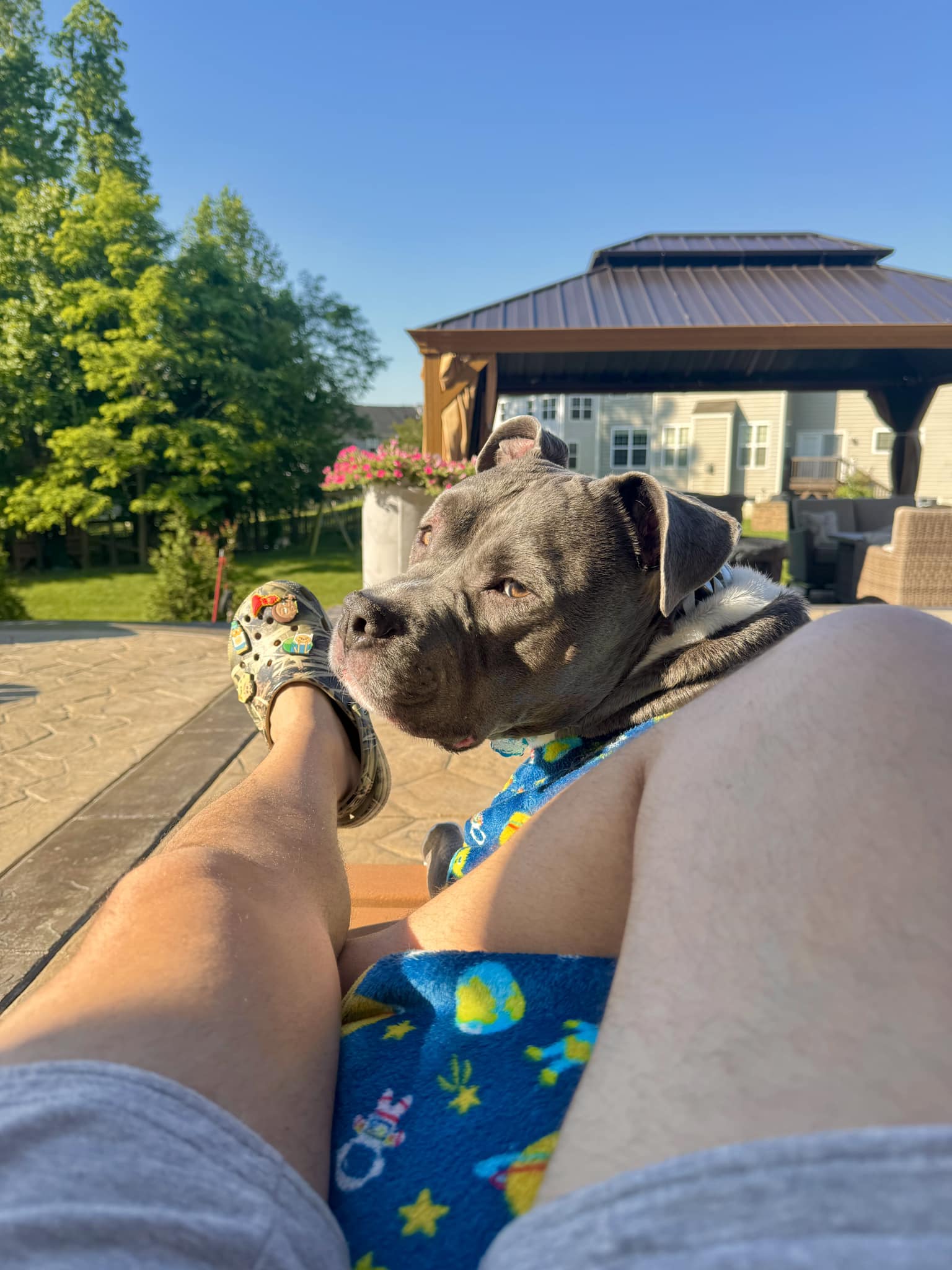 Pause 4 Pitty Pawz