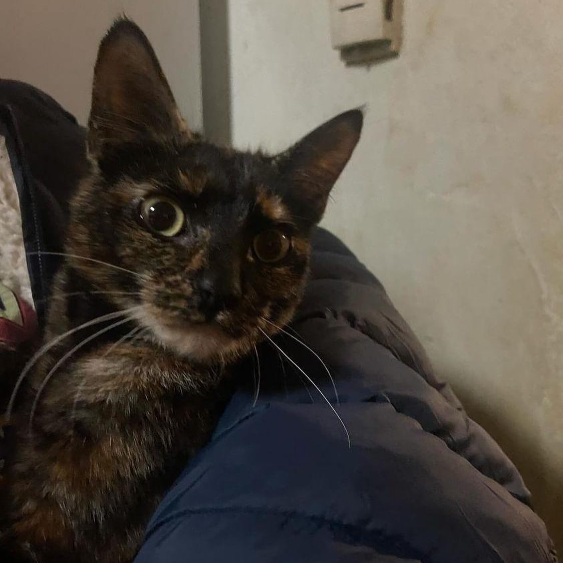 Introducing Tamara, the feisty... - Kitten Snatchers Philly | Facebook