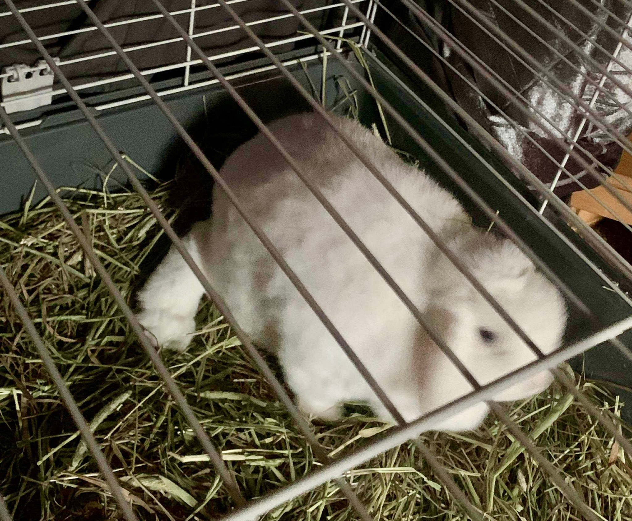 Shrewsbury Rabbit Rescue added... - Shrewsbury Rabbit Rescue