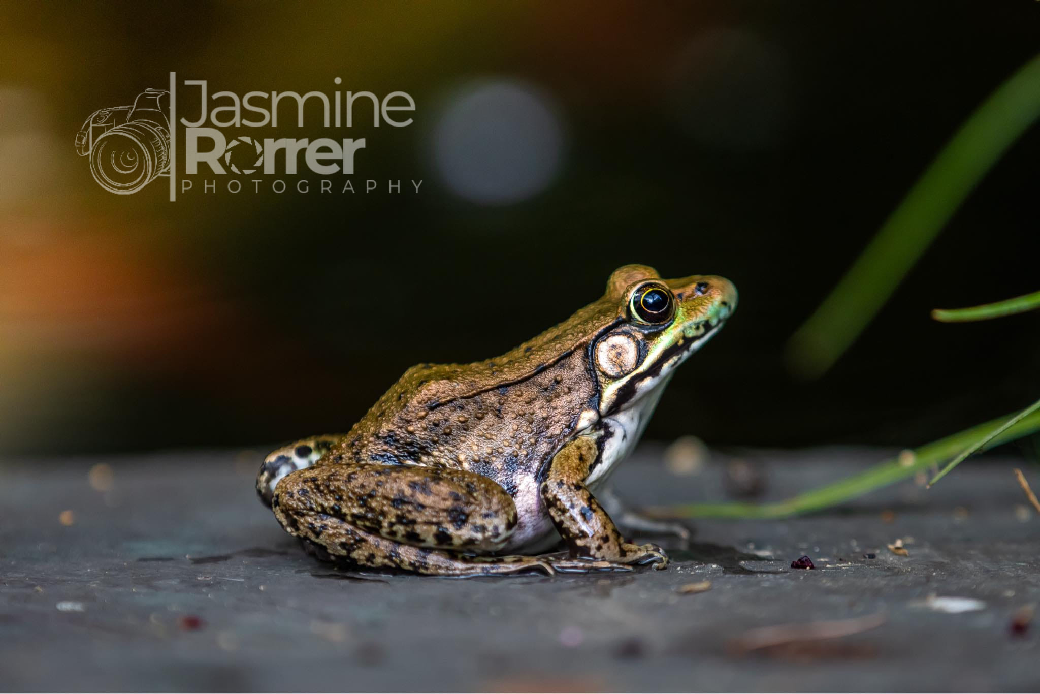 Jasmine Rorrer Photography