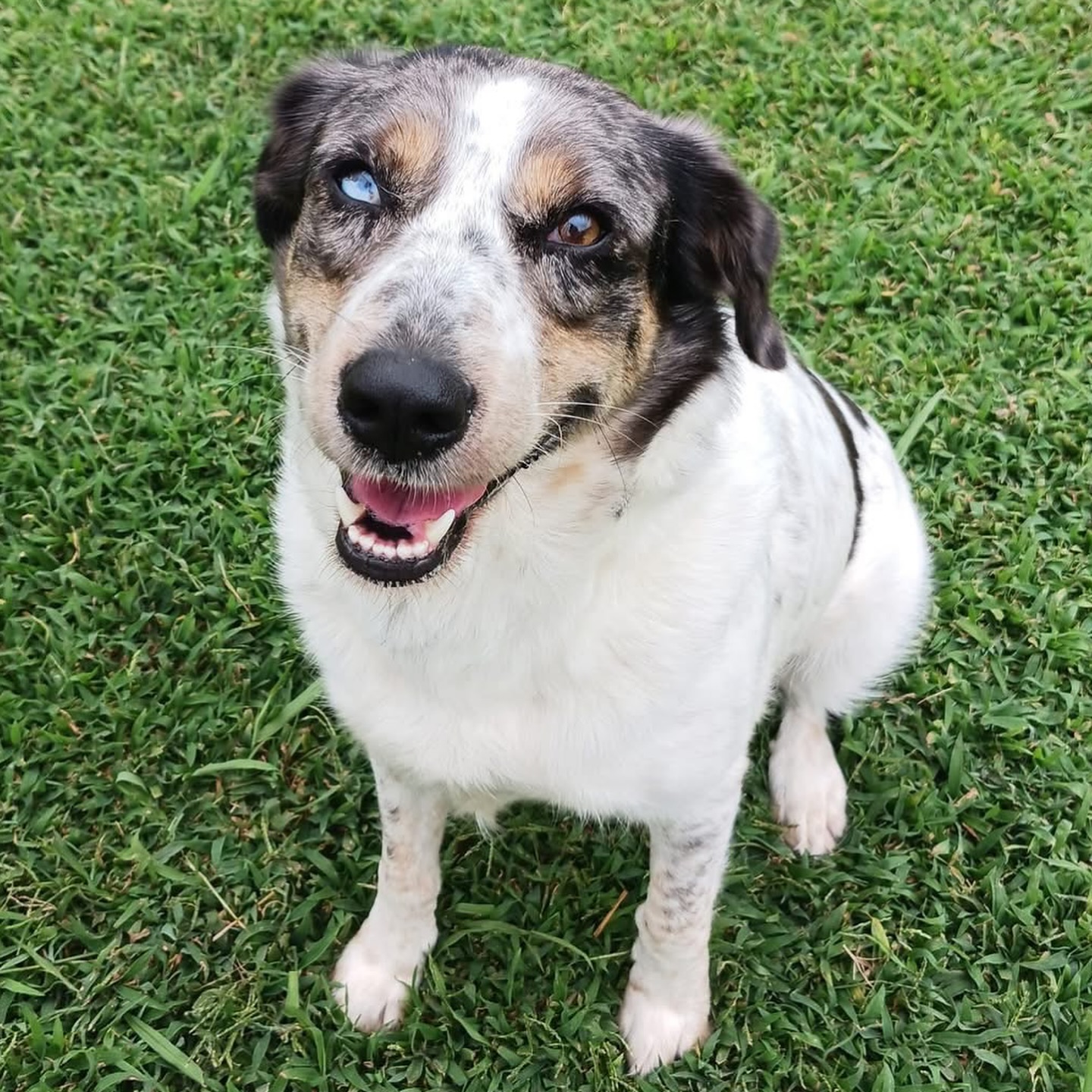 This gem of a pup is Adeline. She’s... - Brown Dog Coalition | Facebook