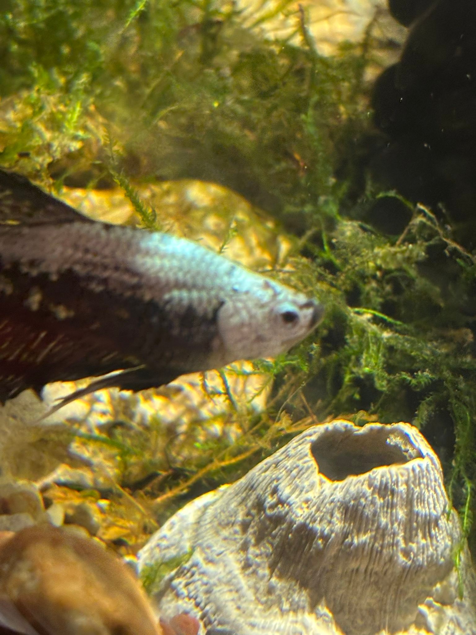 Fresh Water & aquarium fish | Hey everyone! This is my first time ...