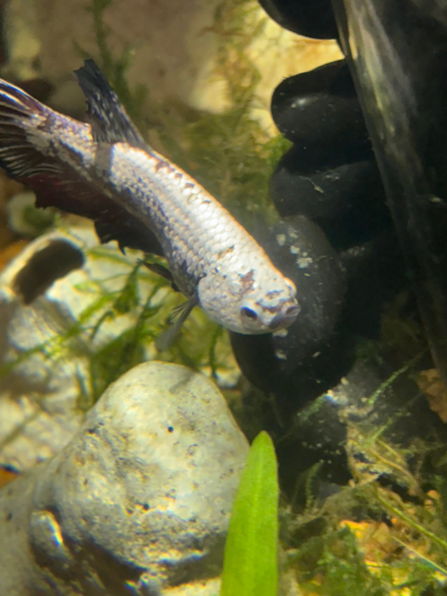 Fresh Water & aquarium fish | Hey everyone! This is my first time ...